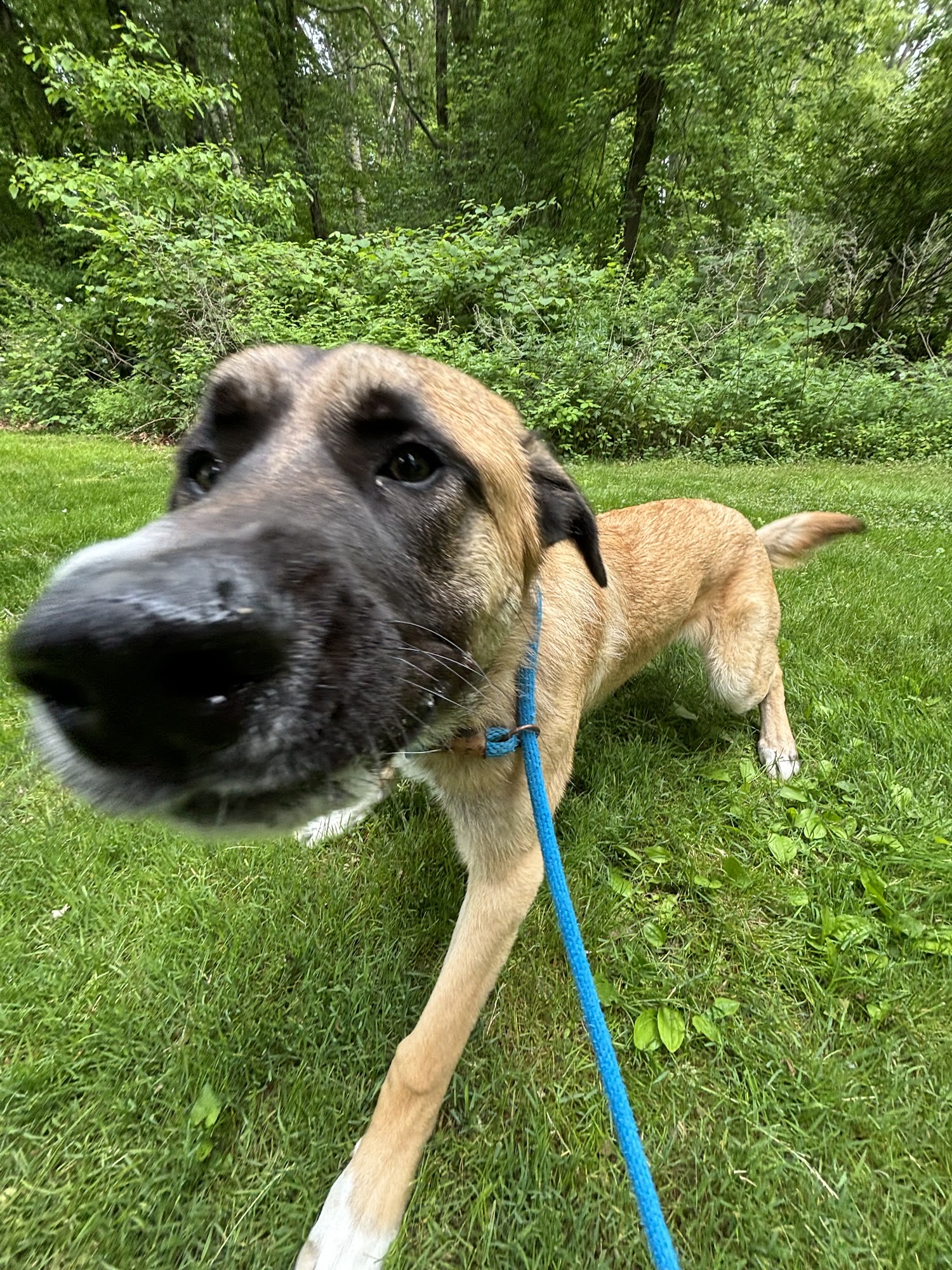 Shoreline Pet Lodge 157 Pine Orchard Rd, Branford Connecticut 06405