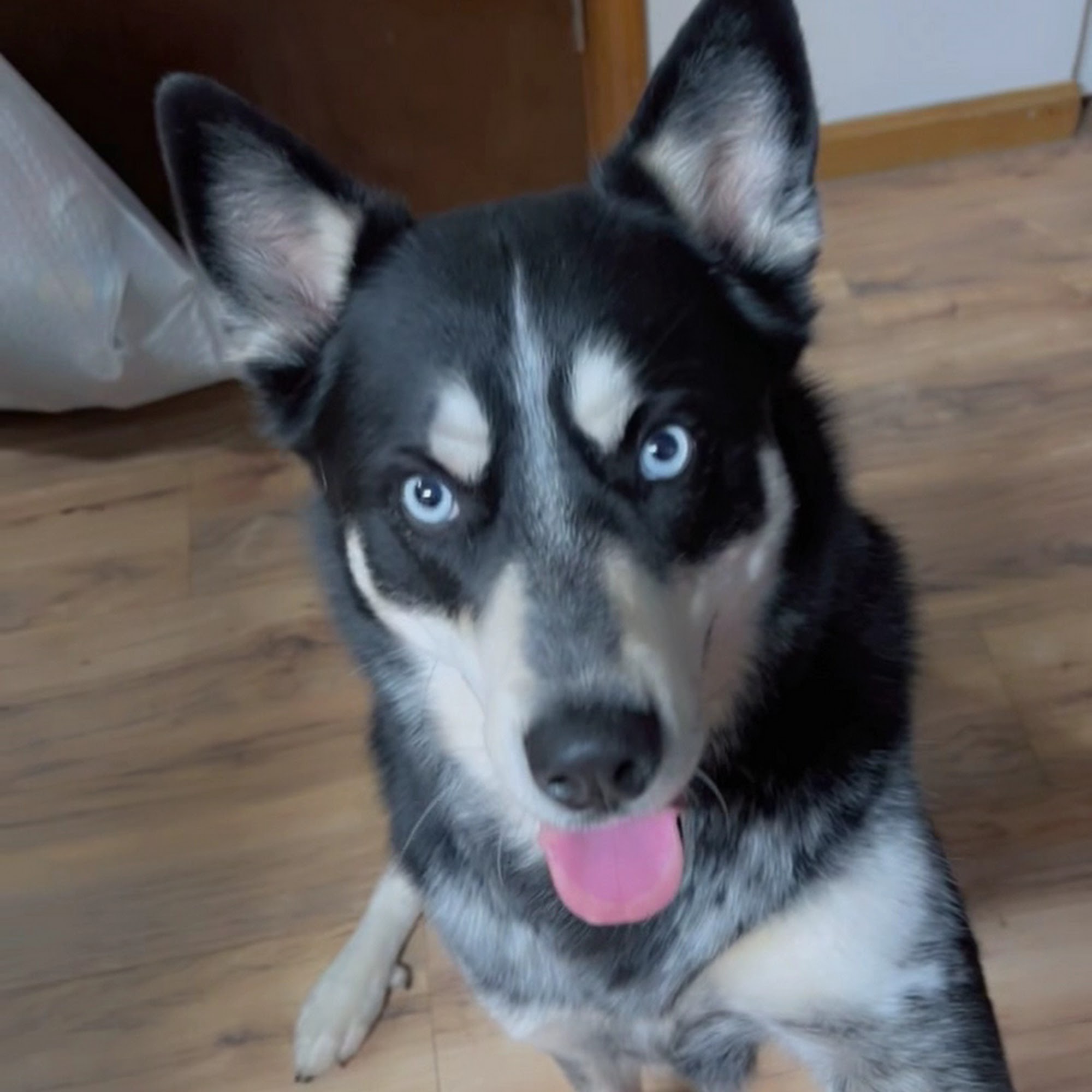 Pet Supplies Plus Bristol Bristol