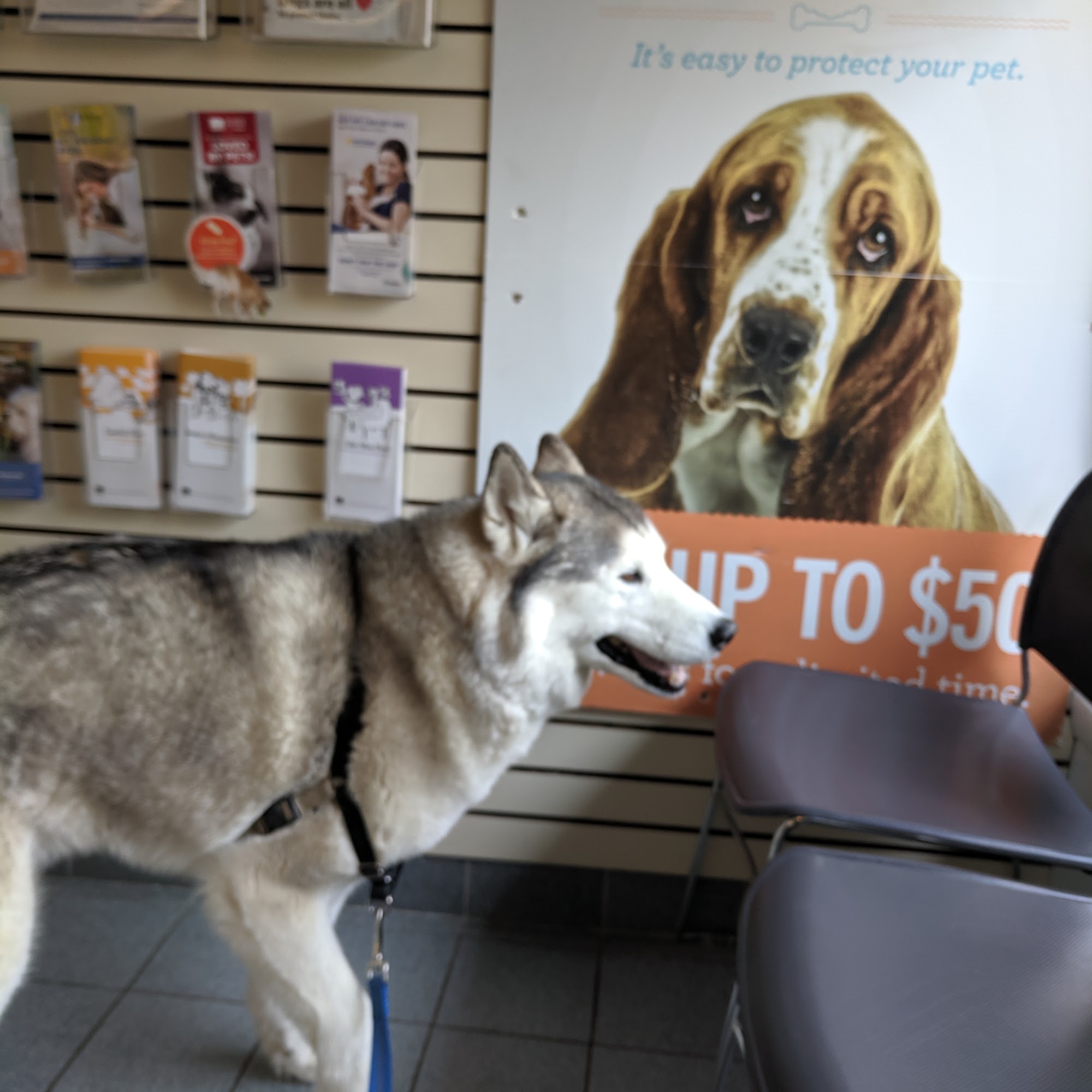 Chippens Hill Veterinary Hospital Bristol