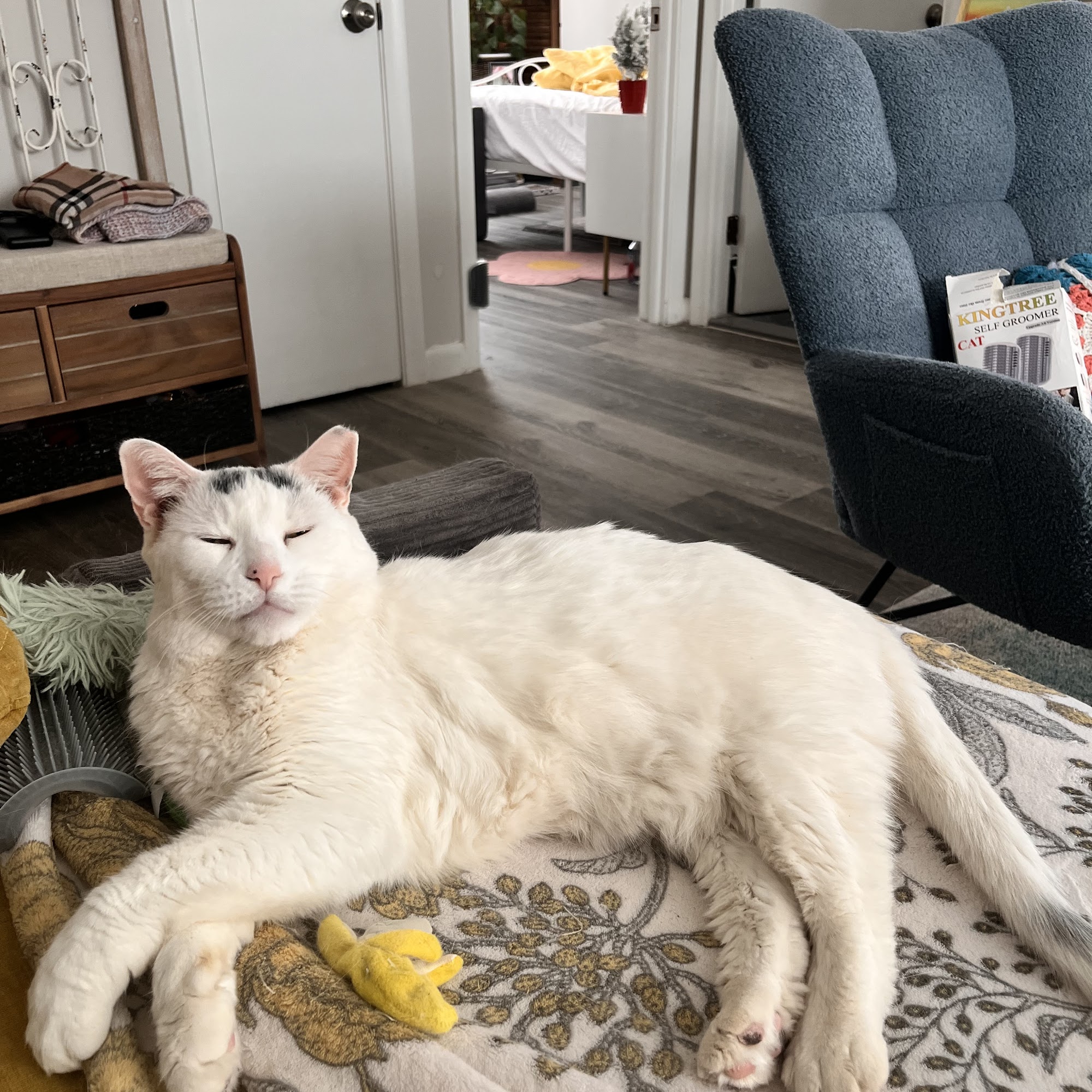 Mobile Pet Care Bristol