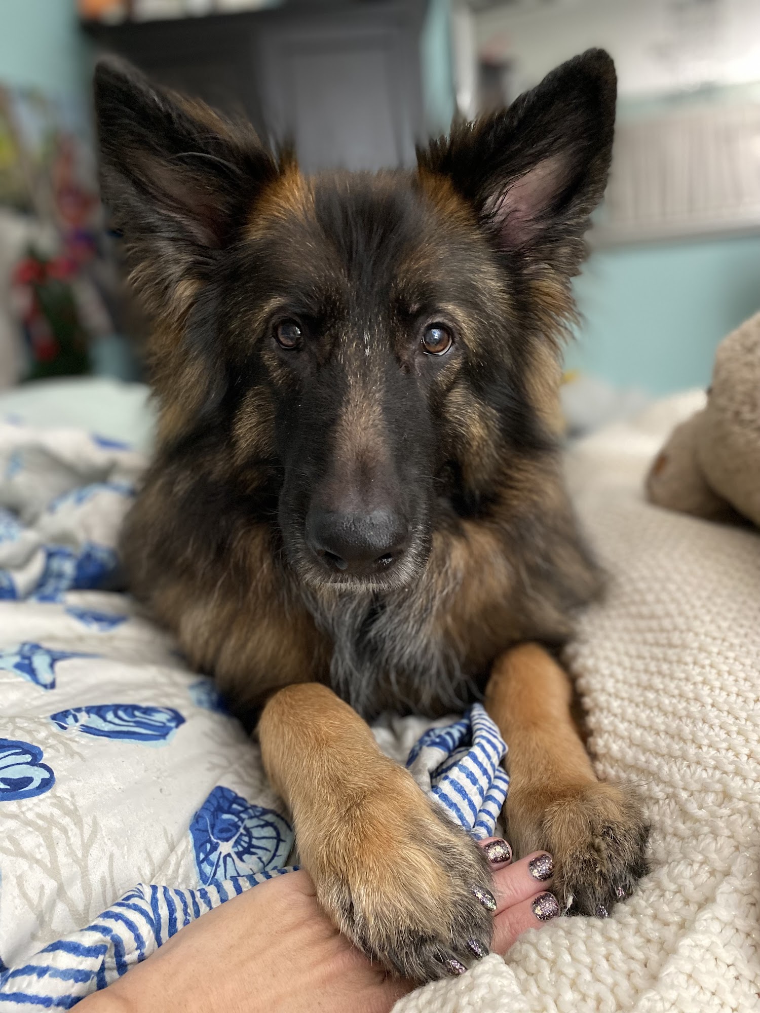 Burlington Veterinary Center Burlington