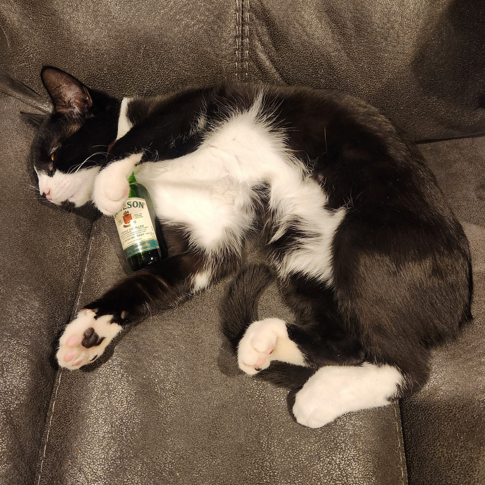 Cat Hospital Of Canterbury - Christine Madaski DVM Canterbury