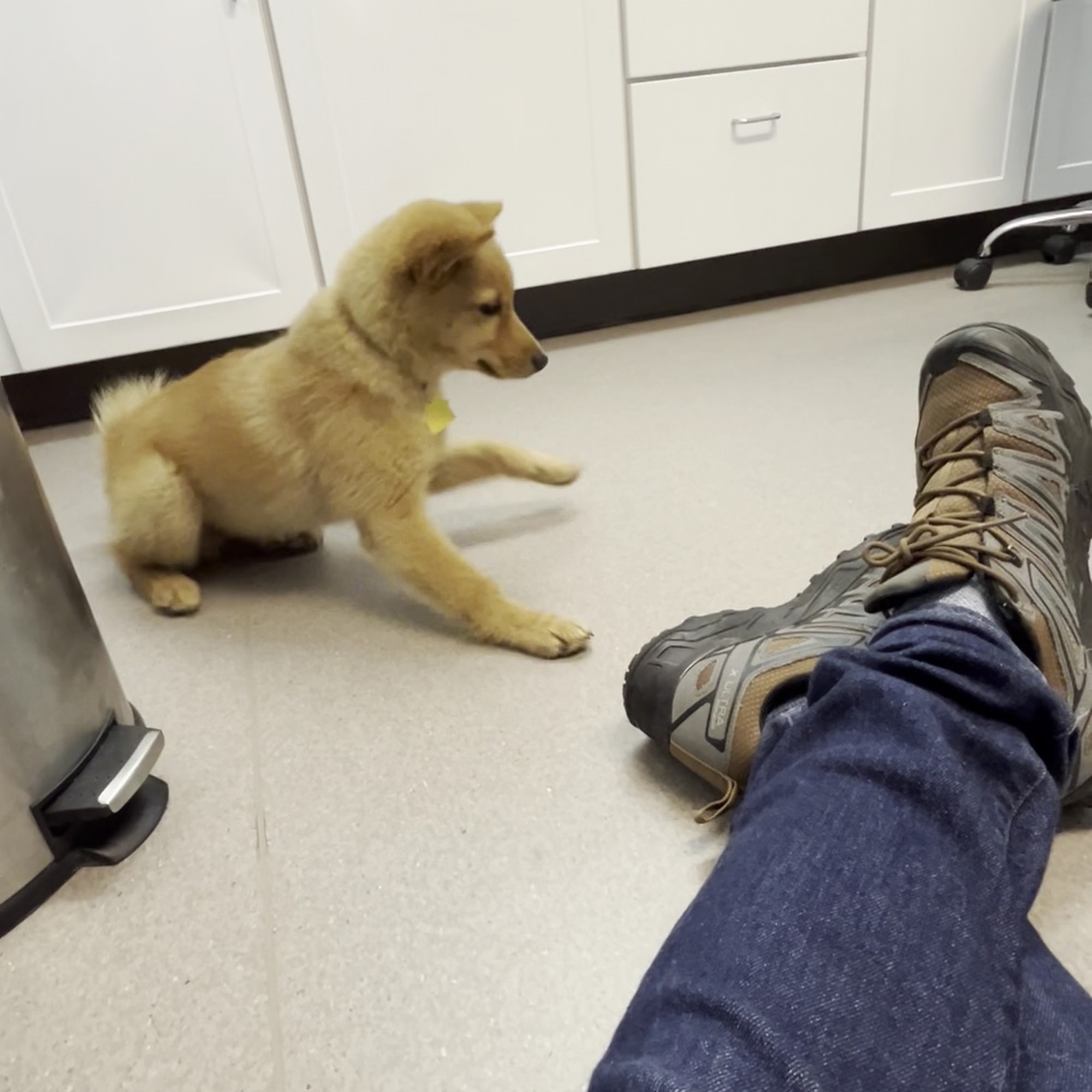 Roaring Brook Veterinary Hospital Canton