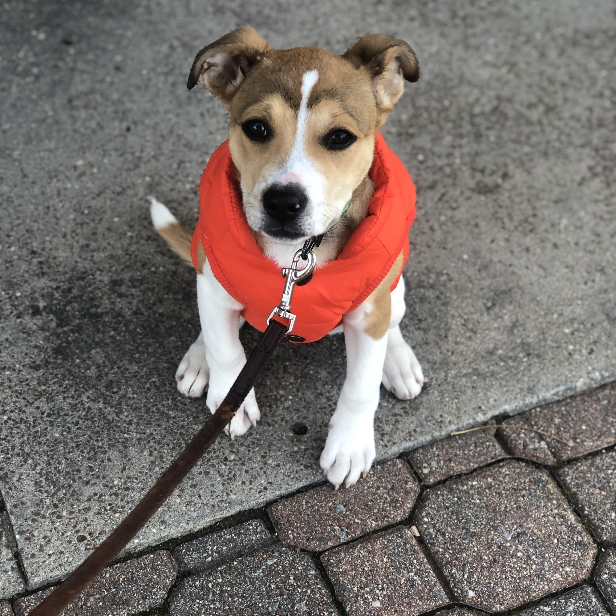 Steve Leshem, DVM, DACVS Canton