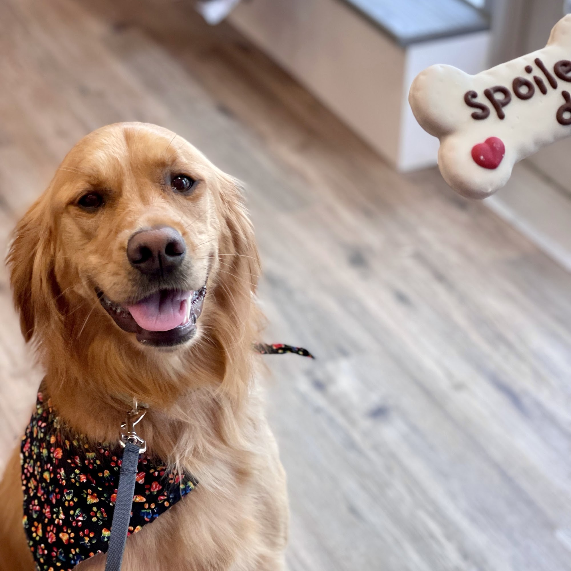 Woof Gang Bakery & Grooming Canton Canton