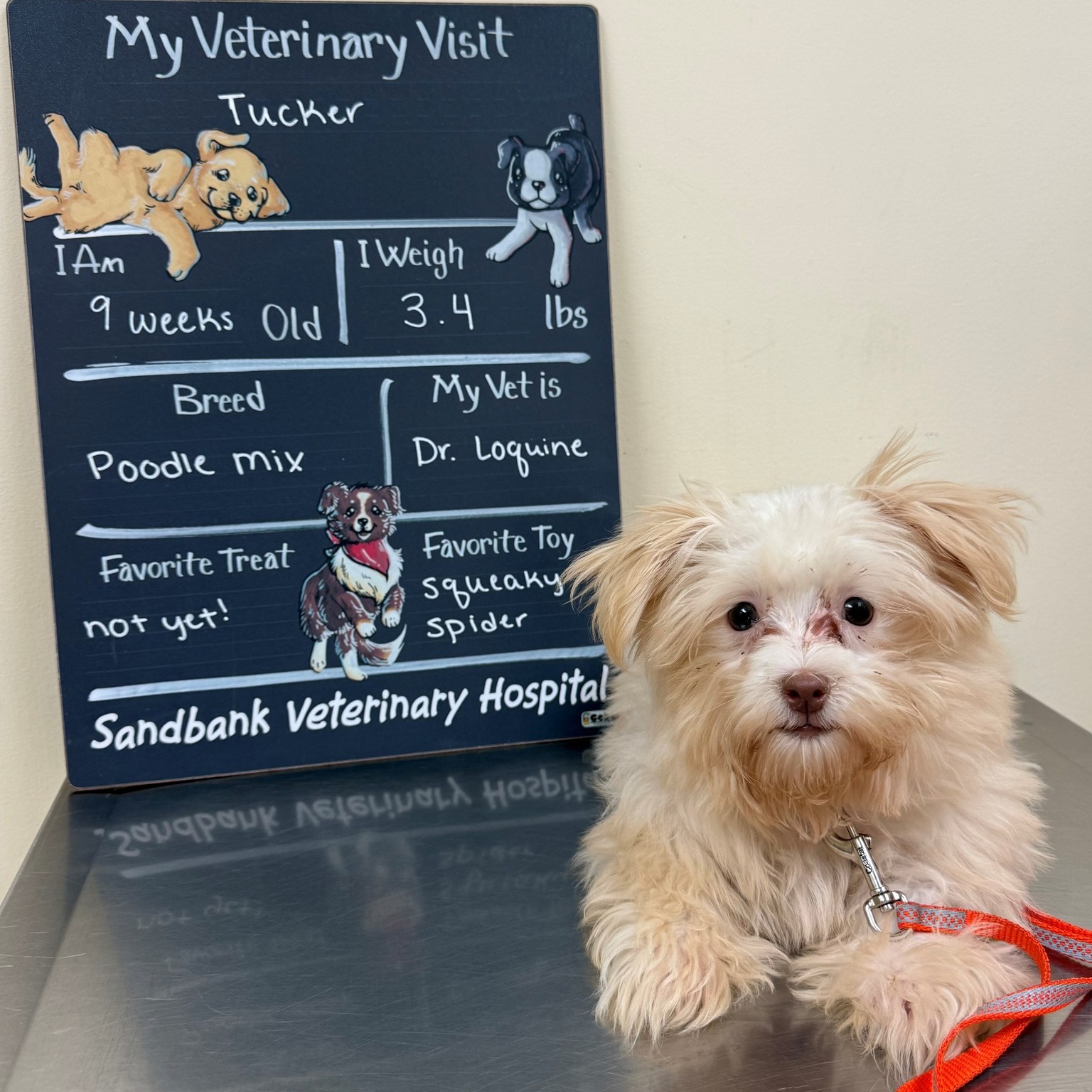 Sandbank Veterinary Hospital Cheshire