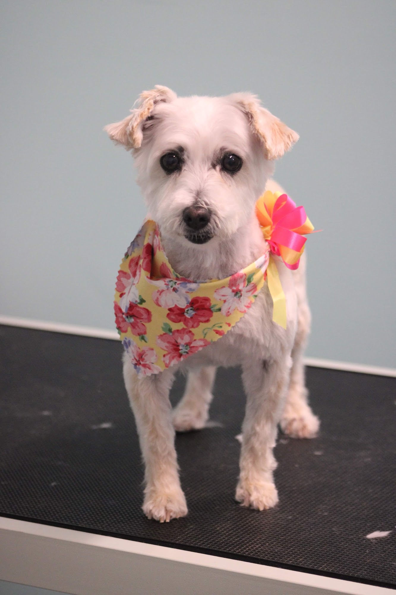 Bonafide Pets and Grooming Clinton