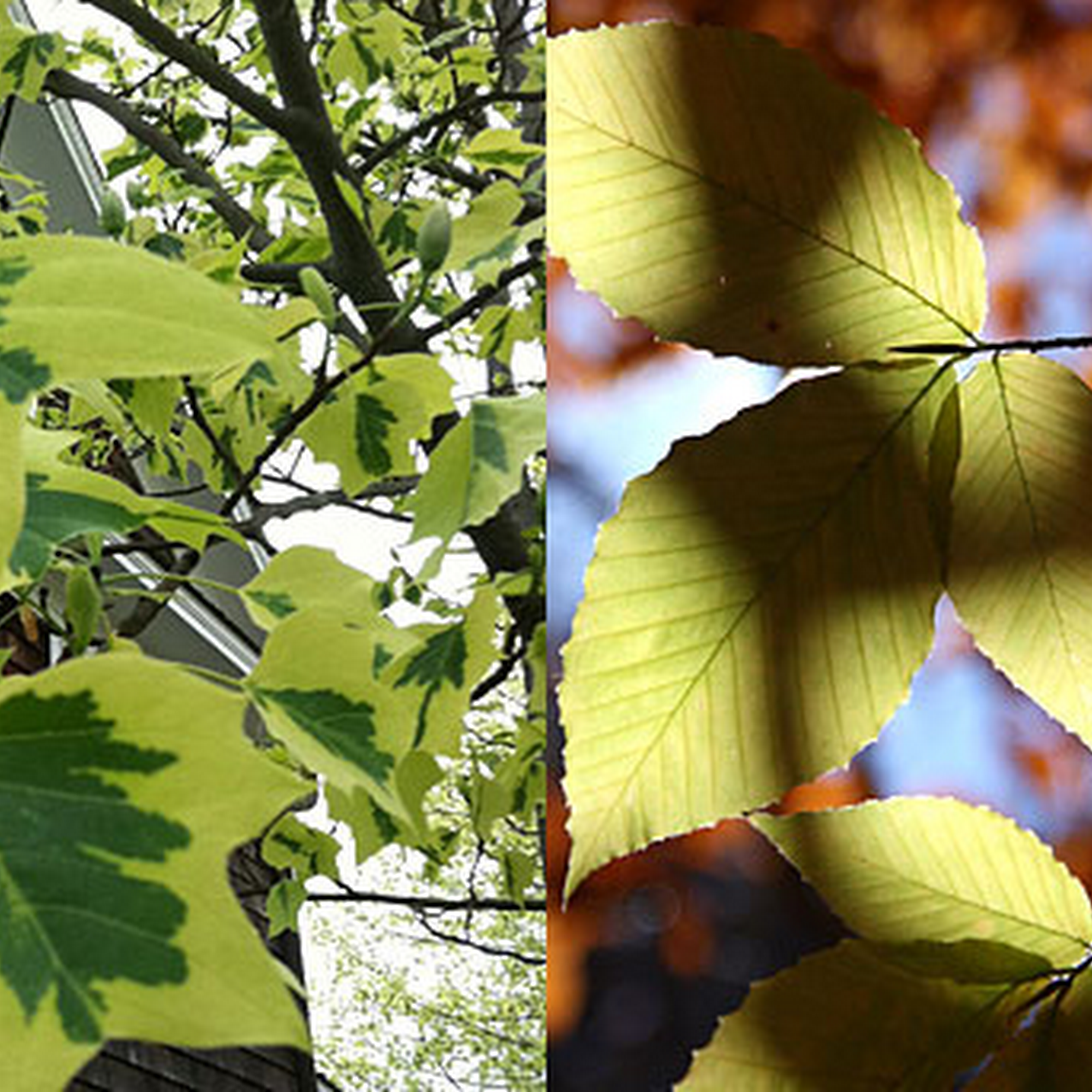 CW Arborists