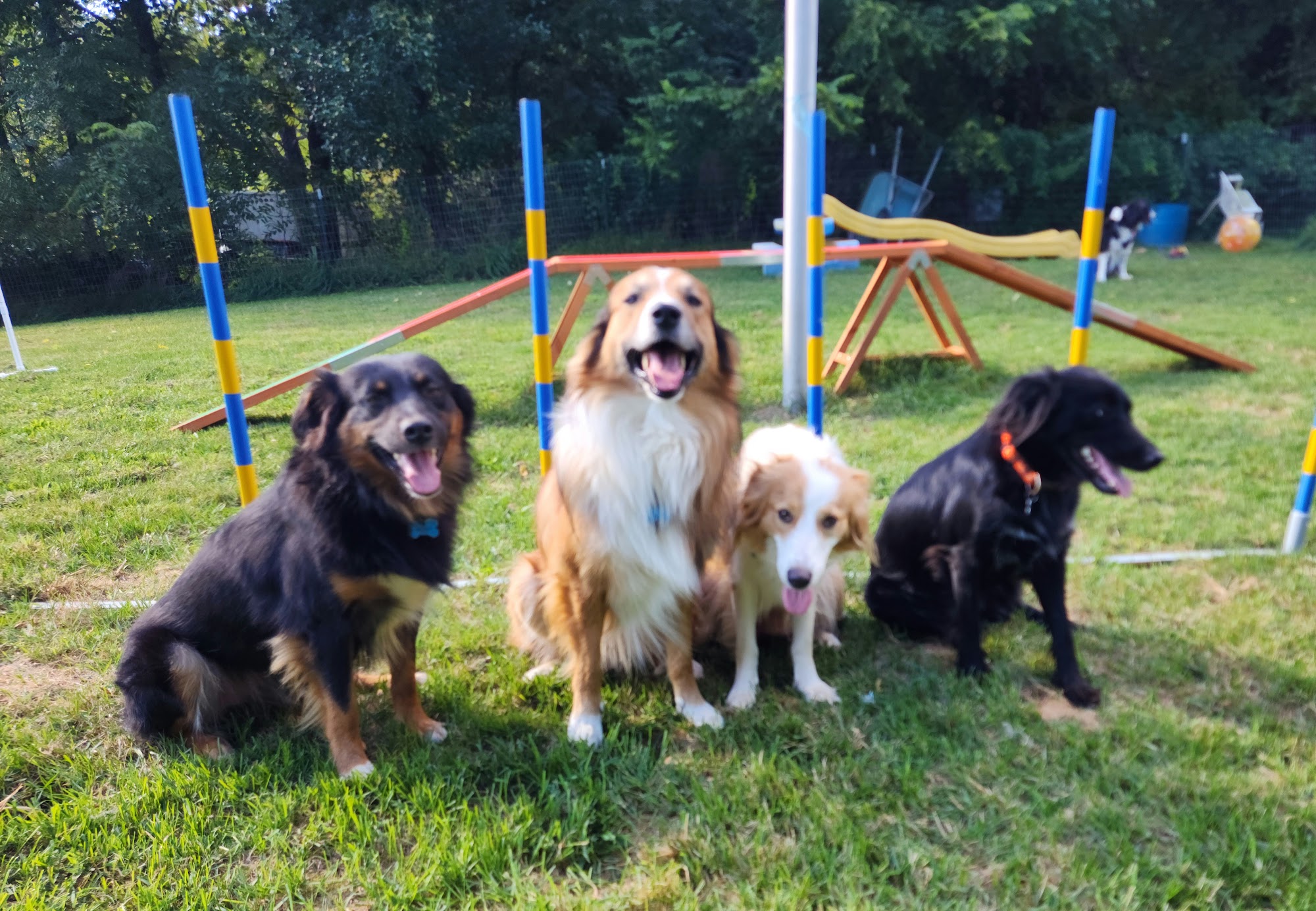 Central K-9 Colchester