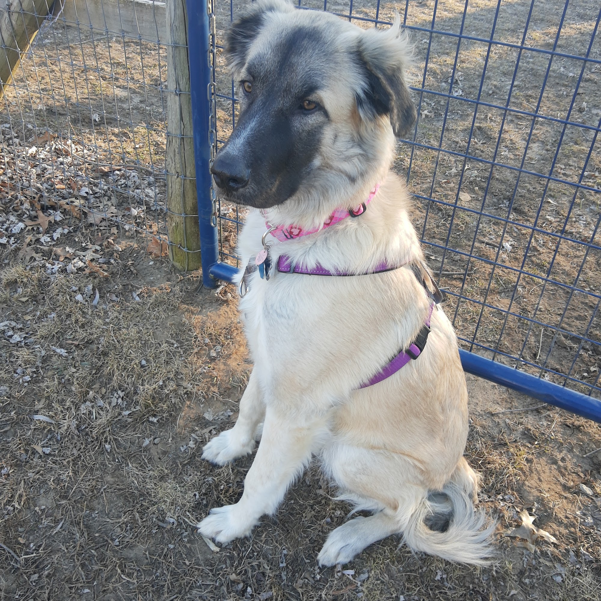 Central K-9 Colchester