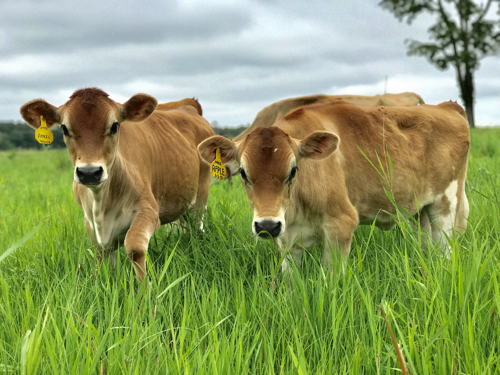 Calf & Clover Creamery Cornwall