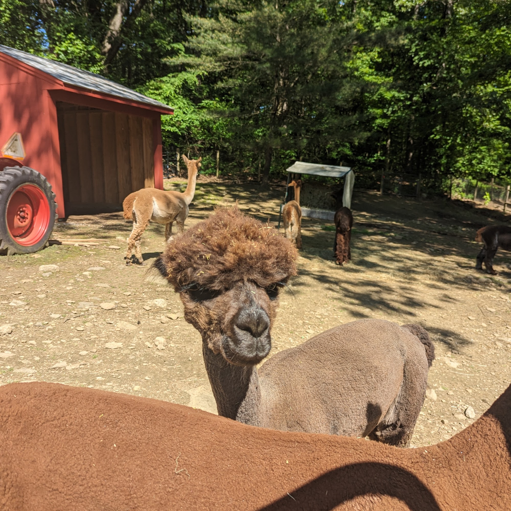 Round Hill Alpacas Coventry