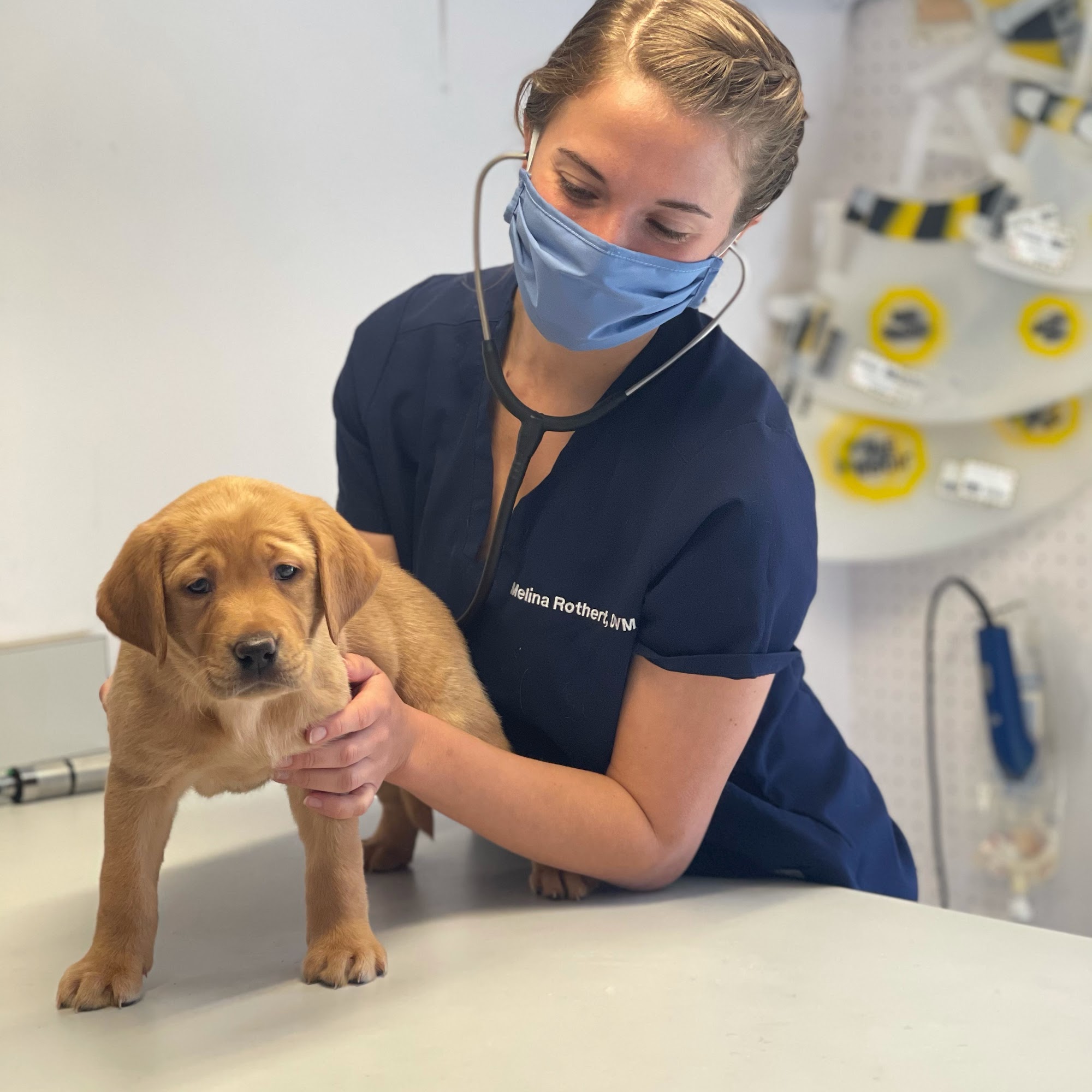 Companion Animal Hospital Cromwell