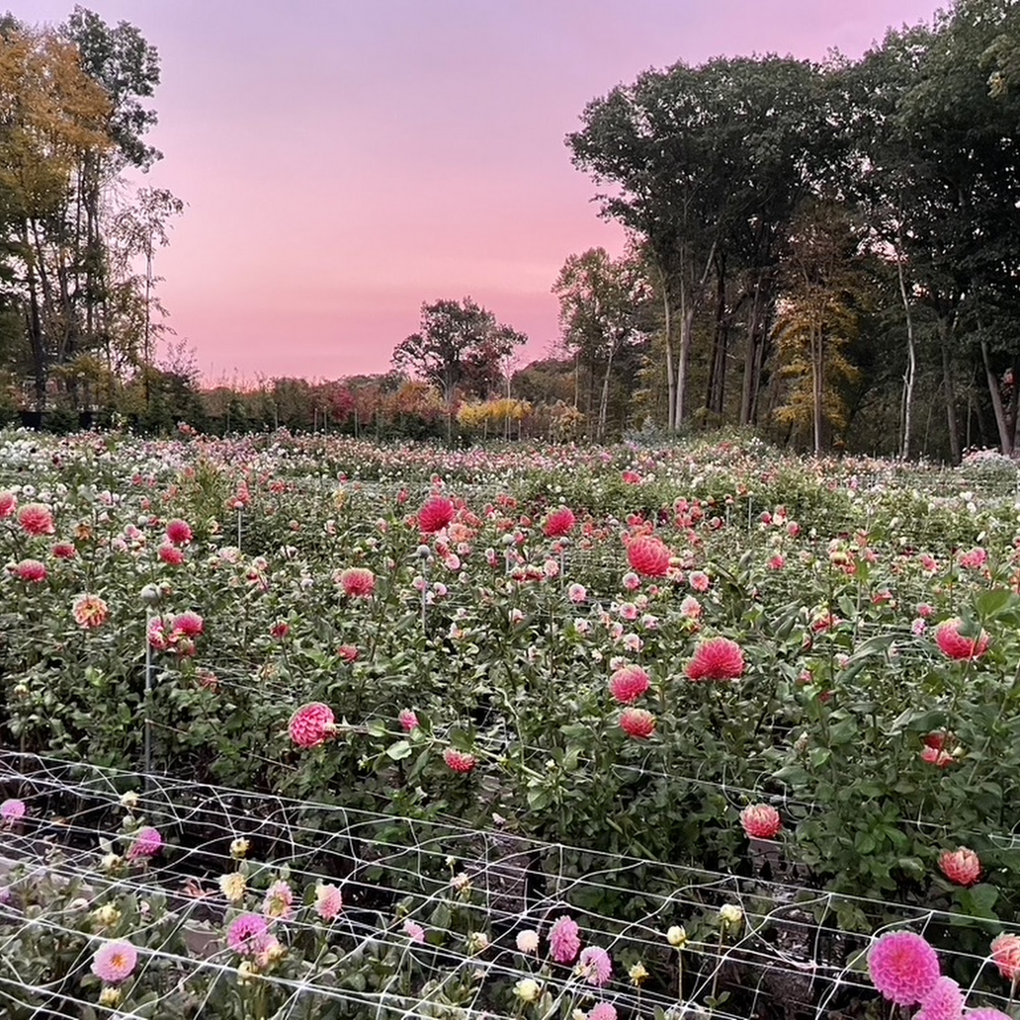 Dreamland Flower Farm Cromwell