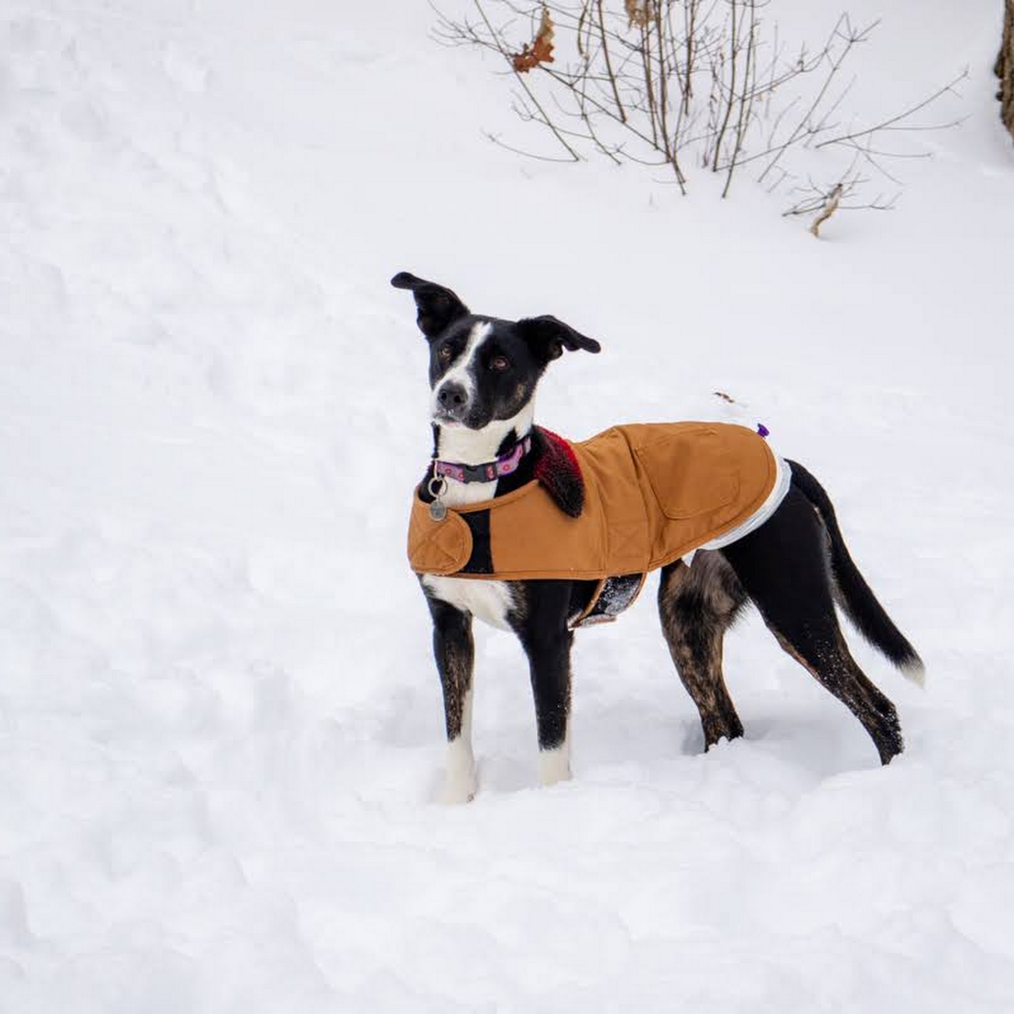 Mill Plain Veterinary Clinic Danbury