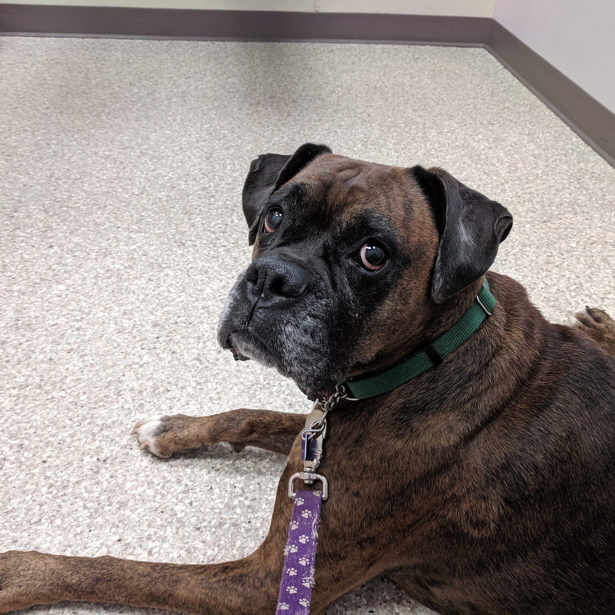 Plumtrees Animal Hospital Danbury