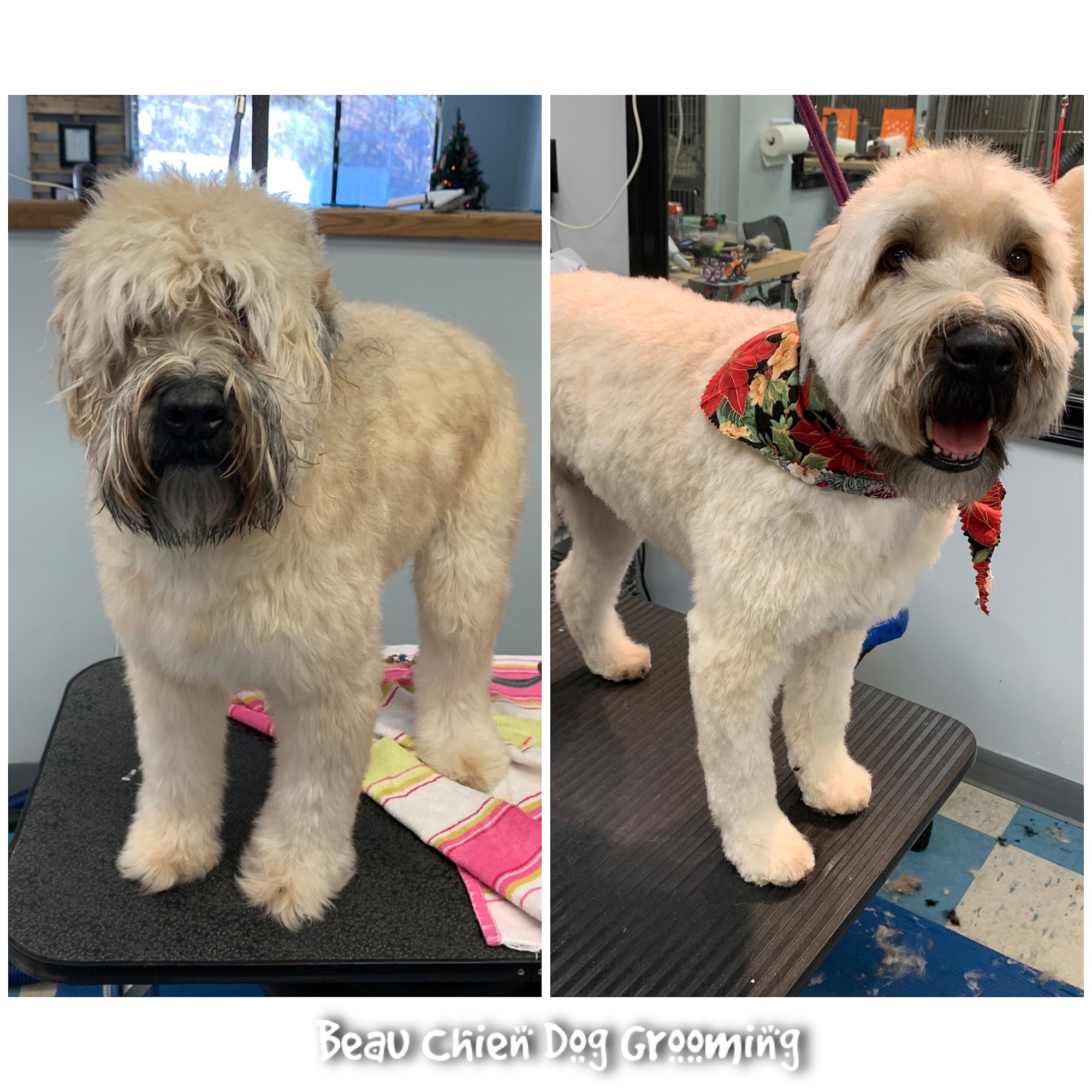 Beau Chien LLC Danbury