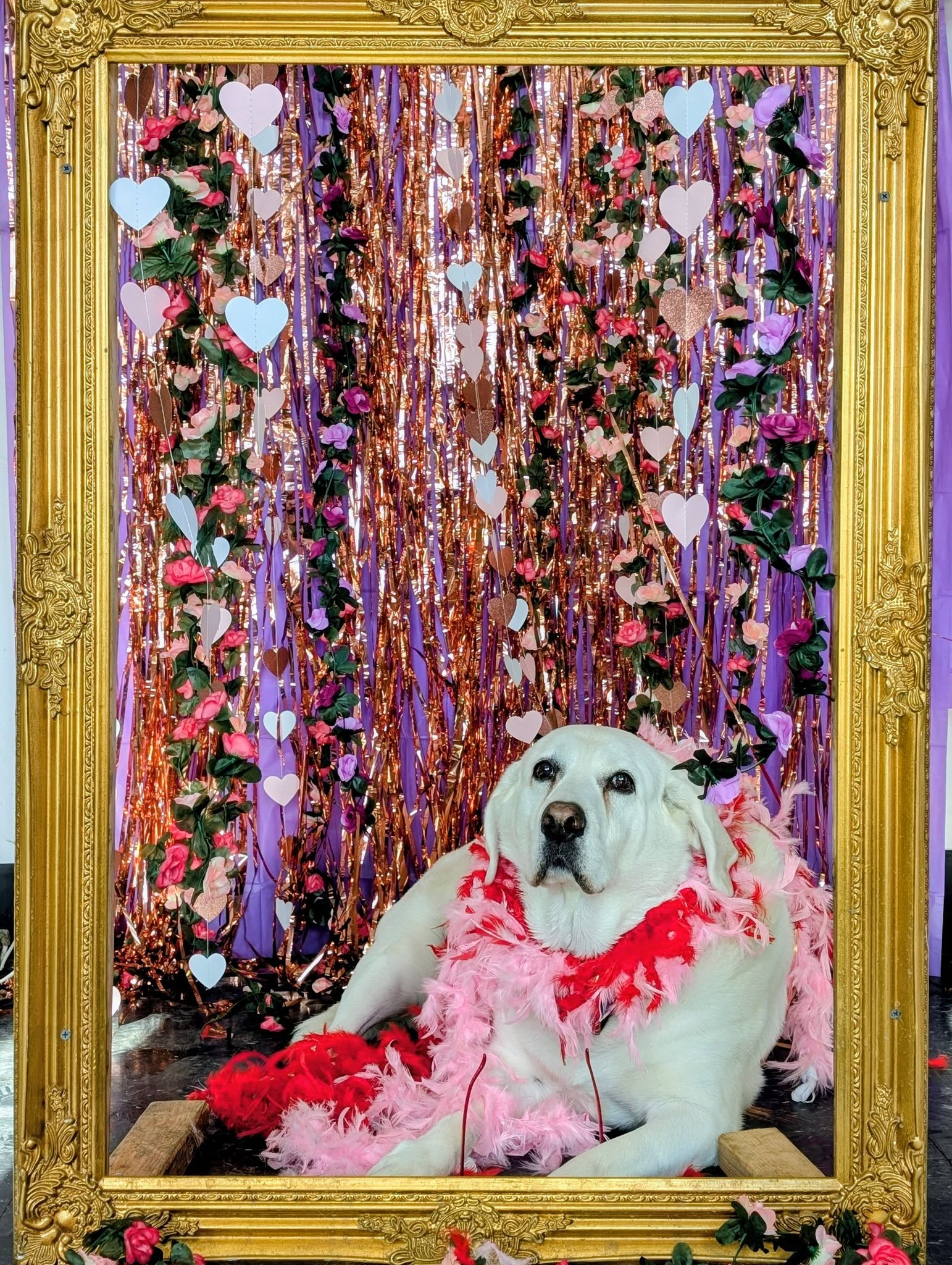 Dawg House Daycare and Boarding Danbury