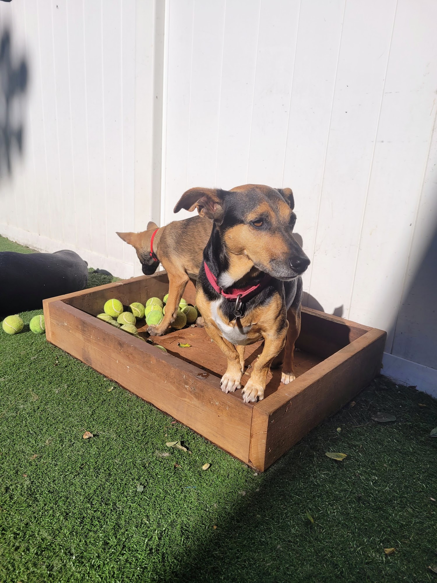 Dawg House Daycare and Boarding Danbury