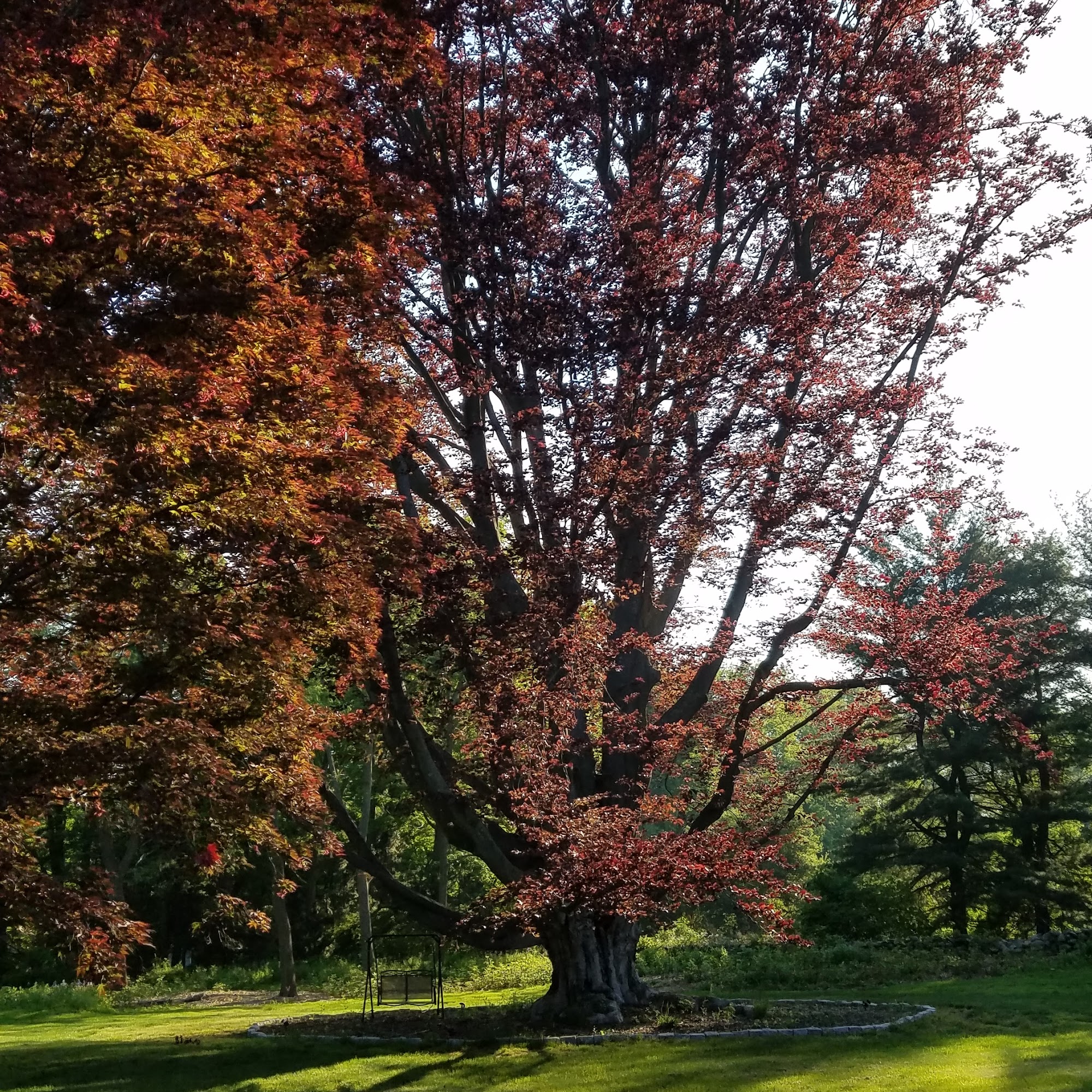 Bartlett Tree Experts