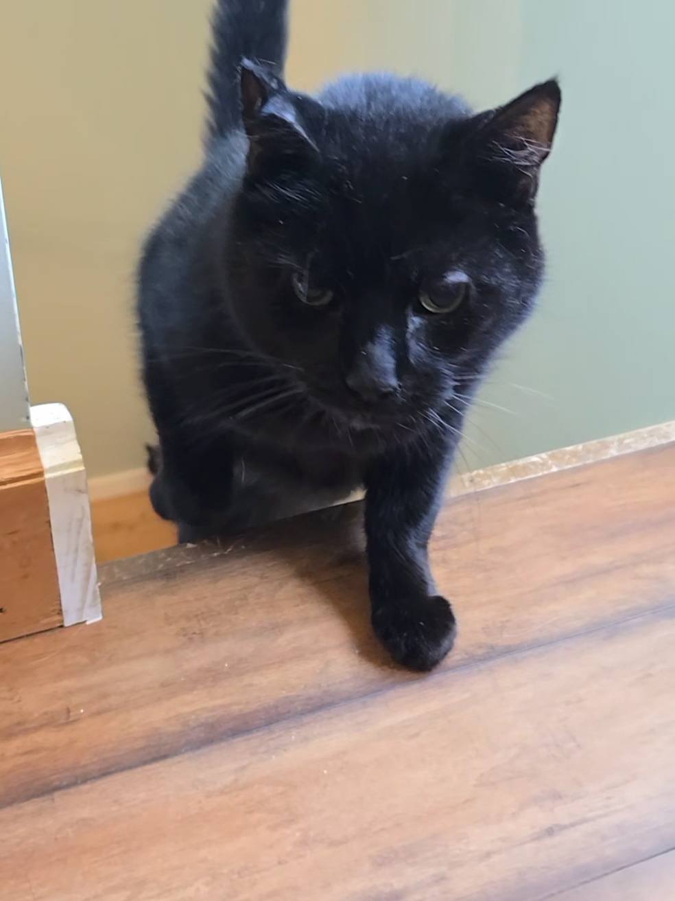 Purrfectly Peaceful Cat Boarding Danielson