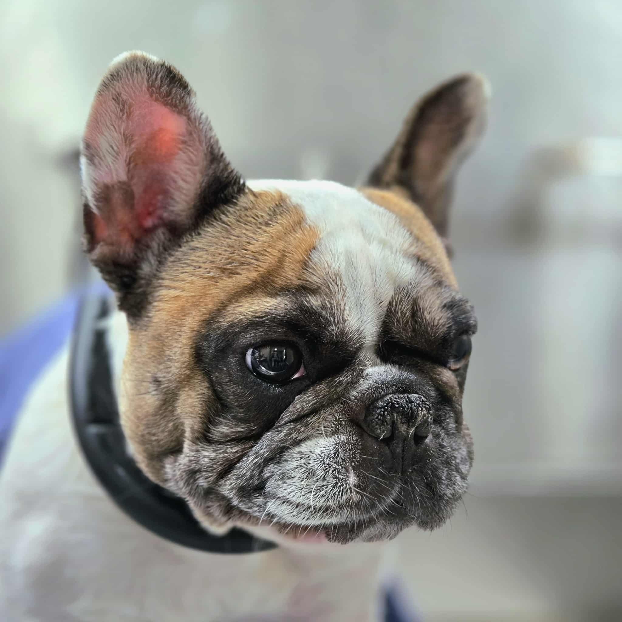 Berkeley's Dapper Dog & Cat Grooming LLC Danielson