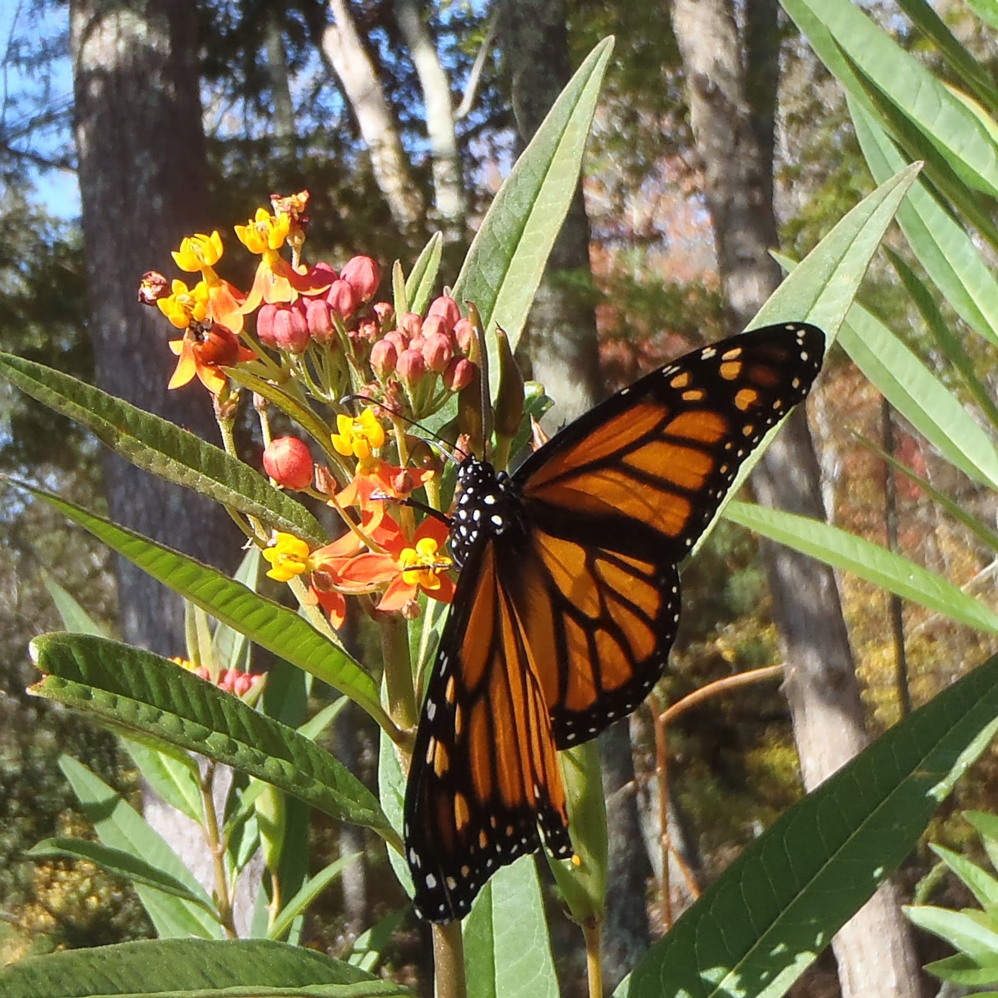 Palazzi Farm and Orchard Danielson