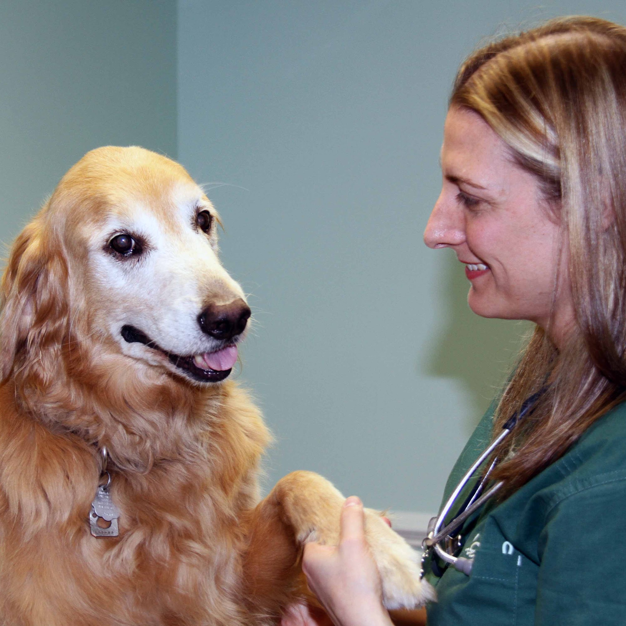 Park Animal Hospital Darien