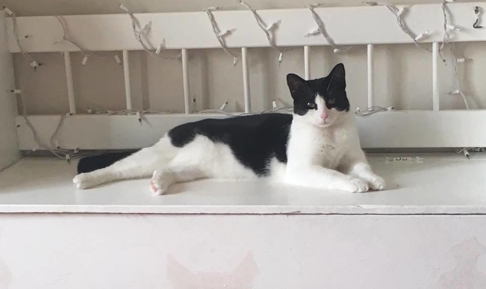 Deep River Animal Hospital Deep River