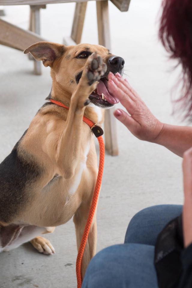 The Perfect Pup, LLC Deep River