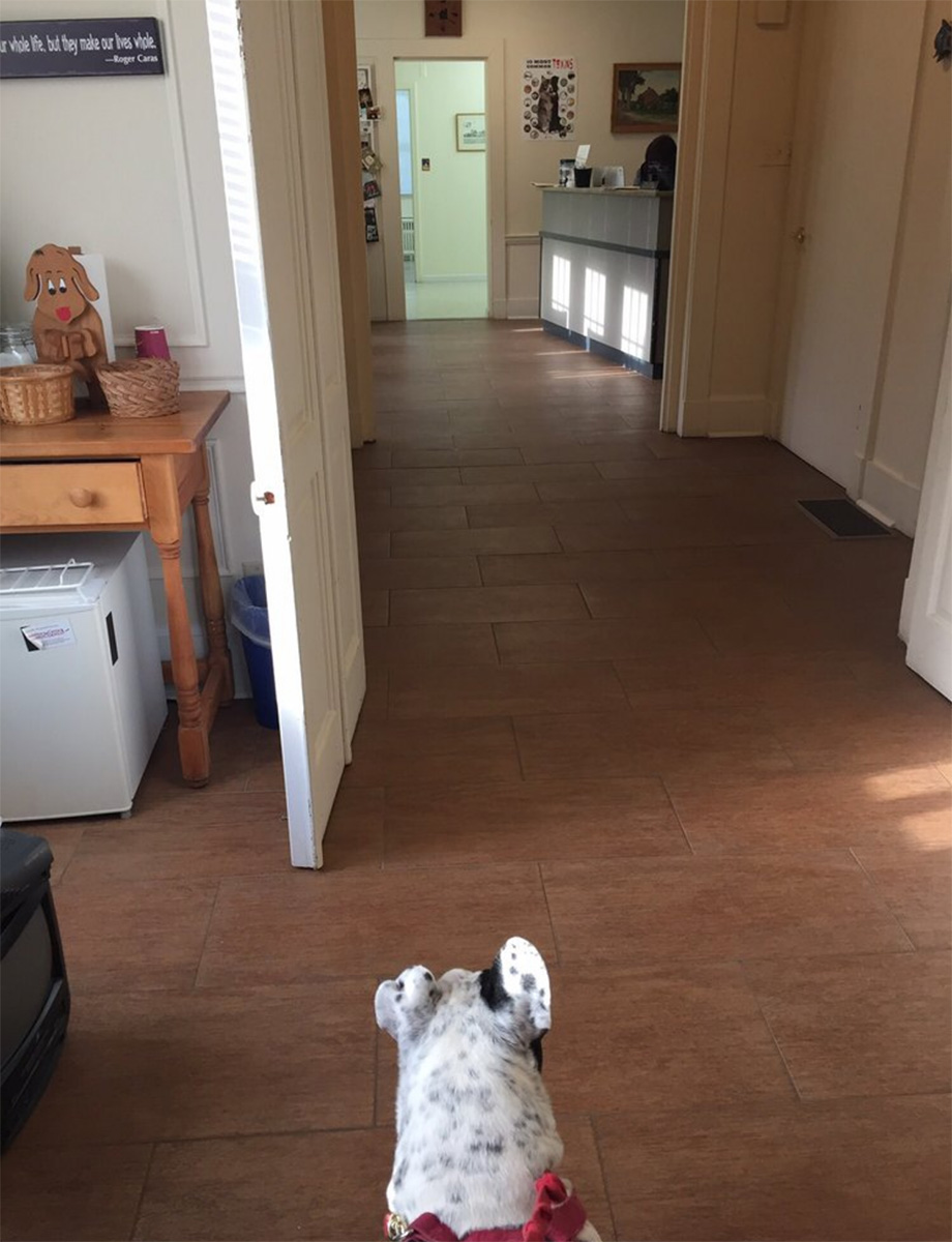 Veterinary Associates of Derby, LLC Derby