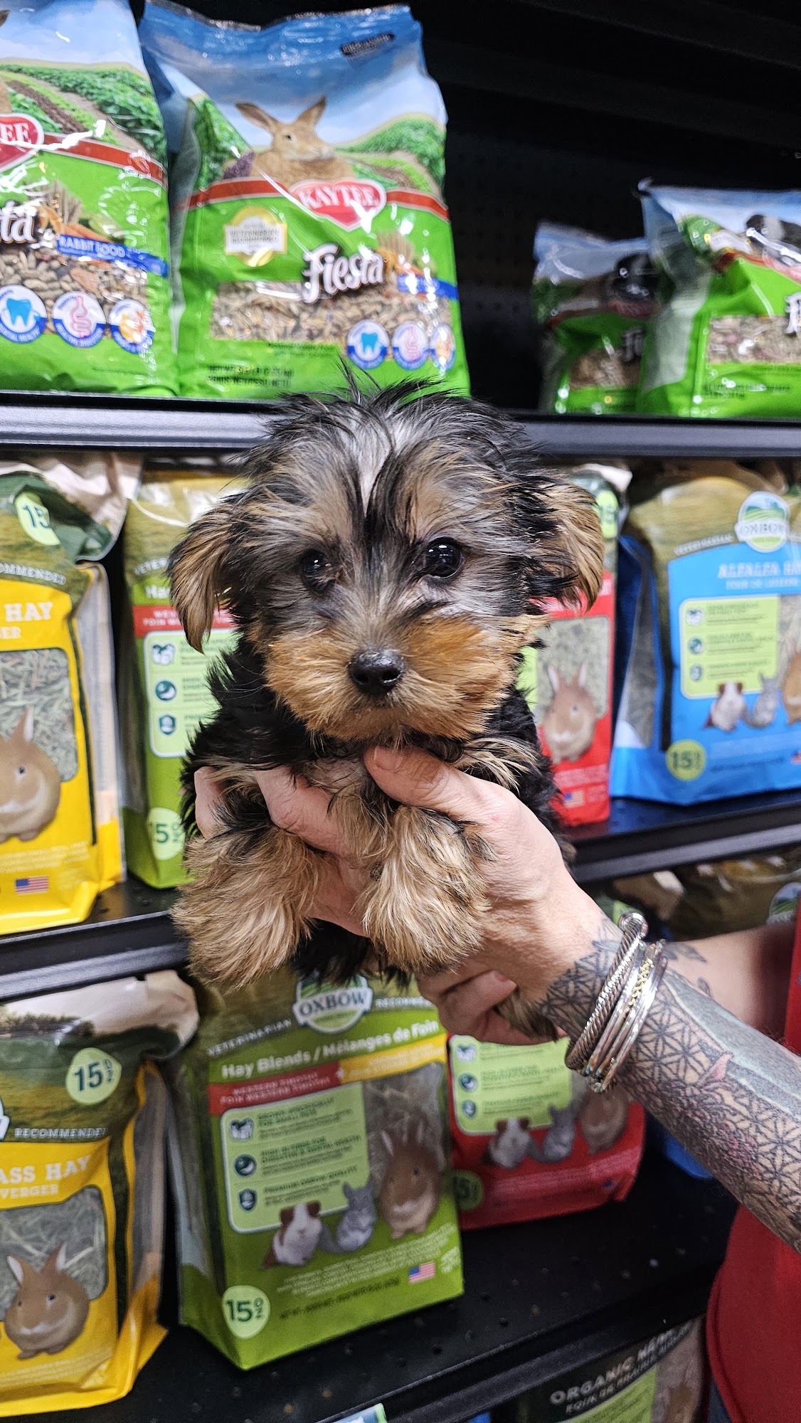 A to Z Pet Shop Derby