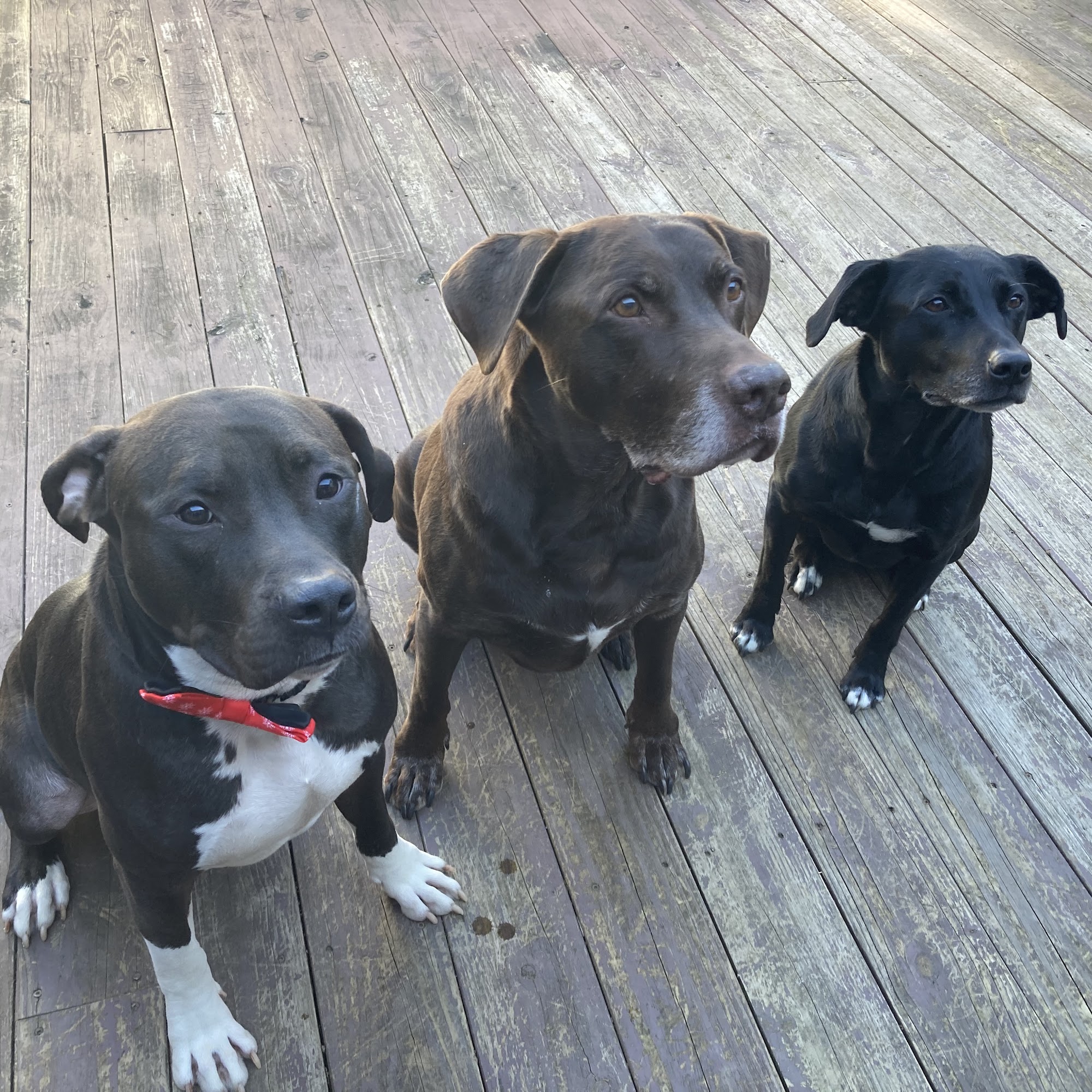 Durham Veterinary Hospital Durham