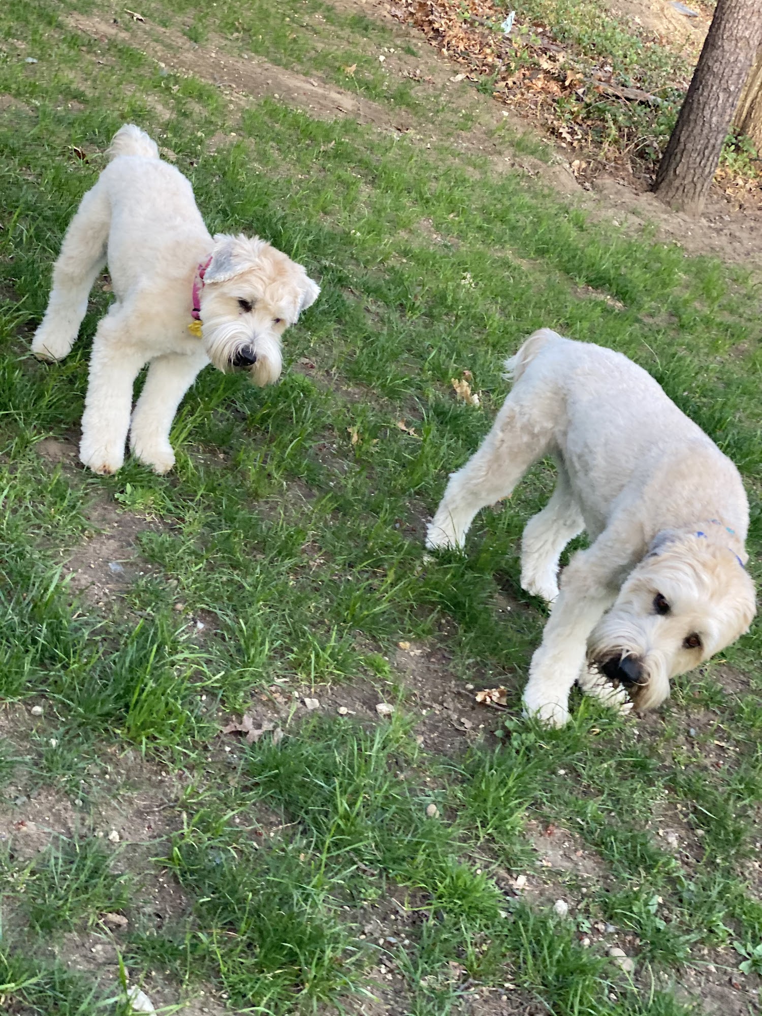 Whiskered Pals Petcare Services LLC East Granby