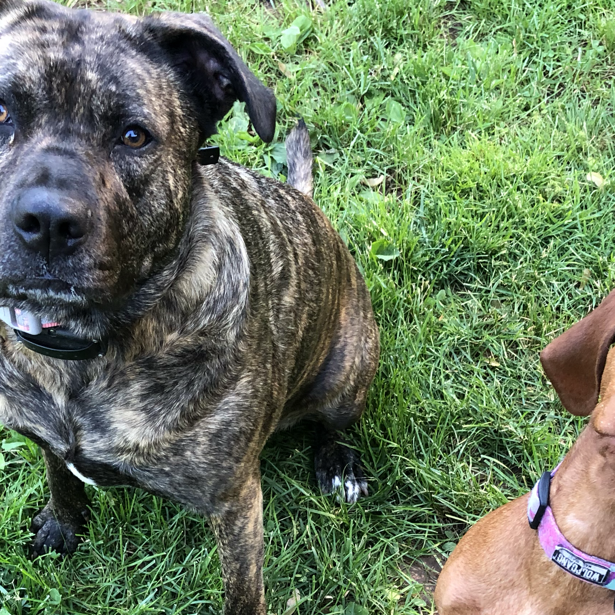 Whiskered Pals Petcare Services LLC East Granby