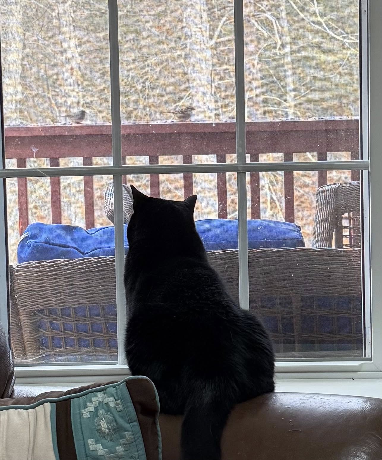 Two Wrasslin' Cats Coffee House & Cafe East Haddam