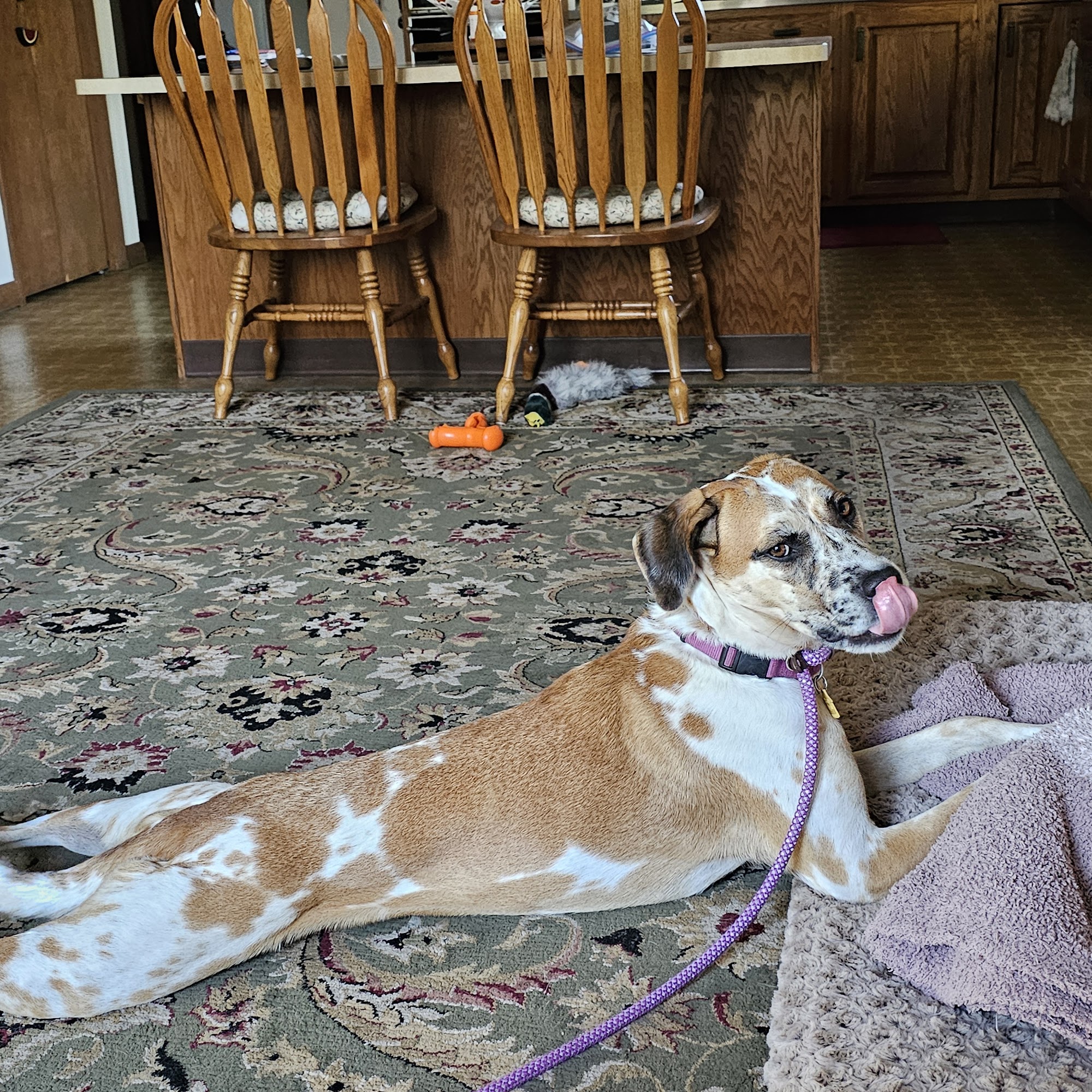 East Haddam Veterinary Clinic East Haddam