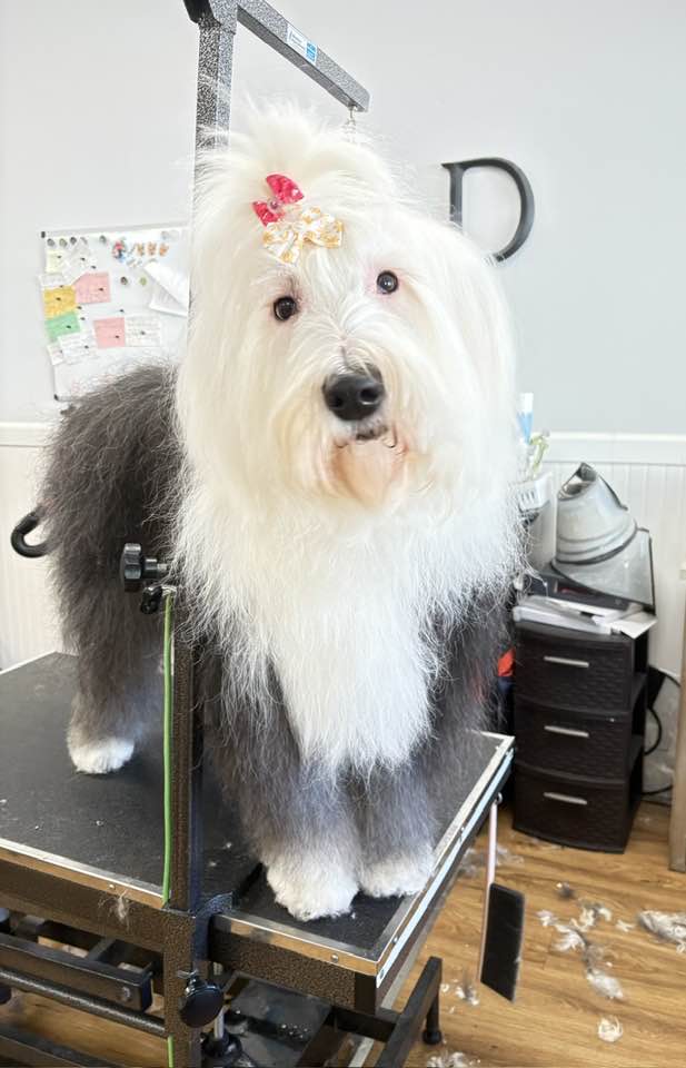 Happy Tails TOO East Haven