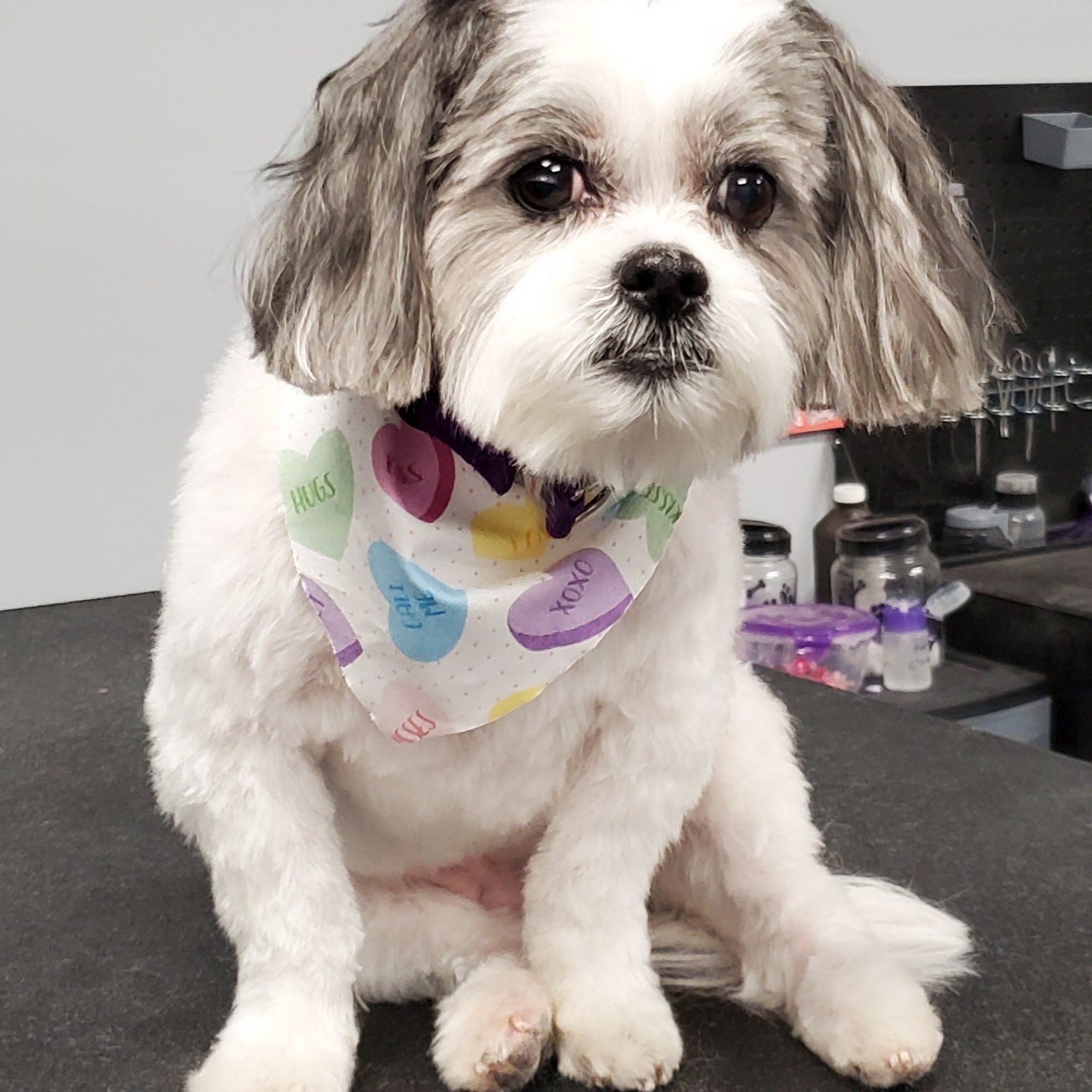 Pawsitively Perfect East Haven