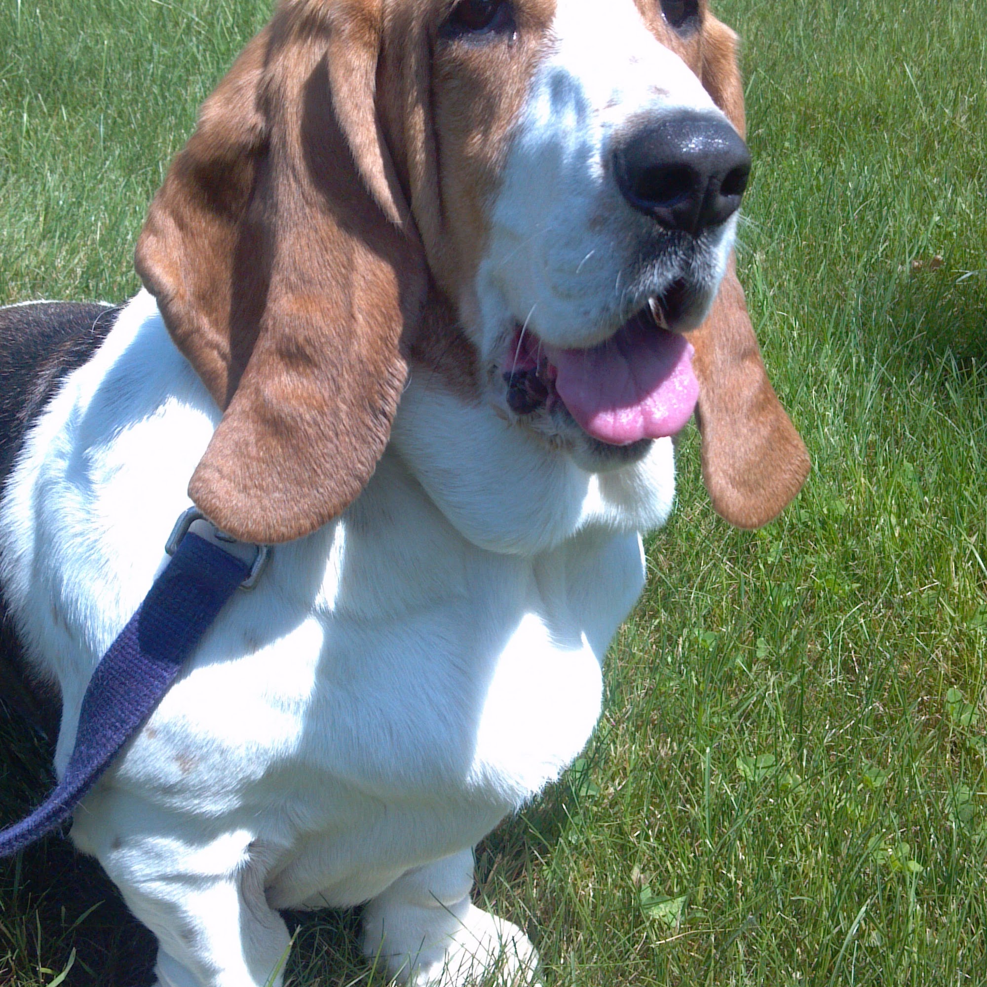 Connecticut Mobile Veterinary Services, LLC East Windsor