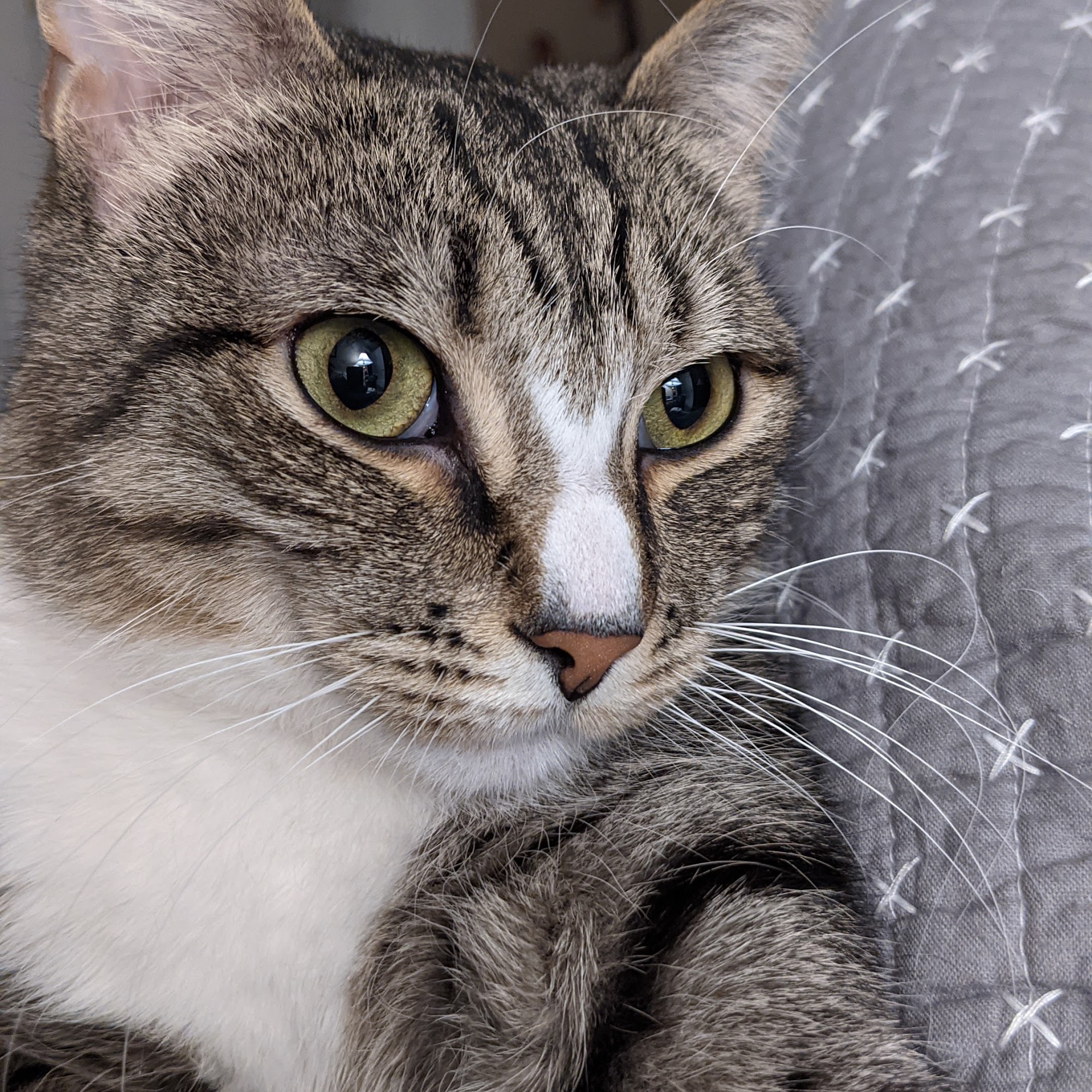 Ellington Center Animal Clinic Ellington