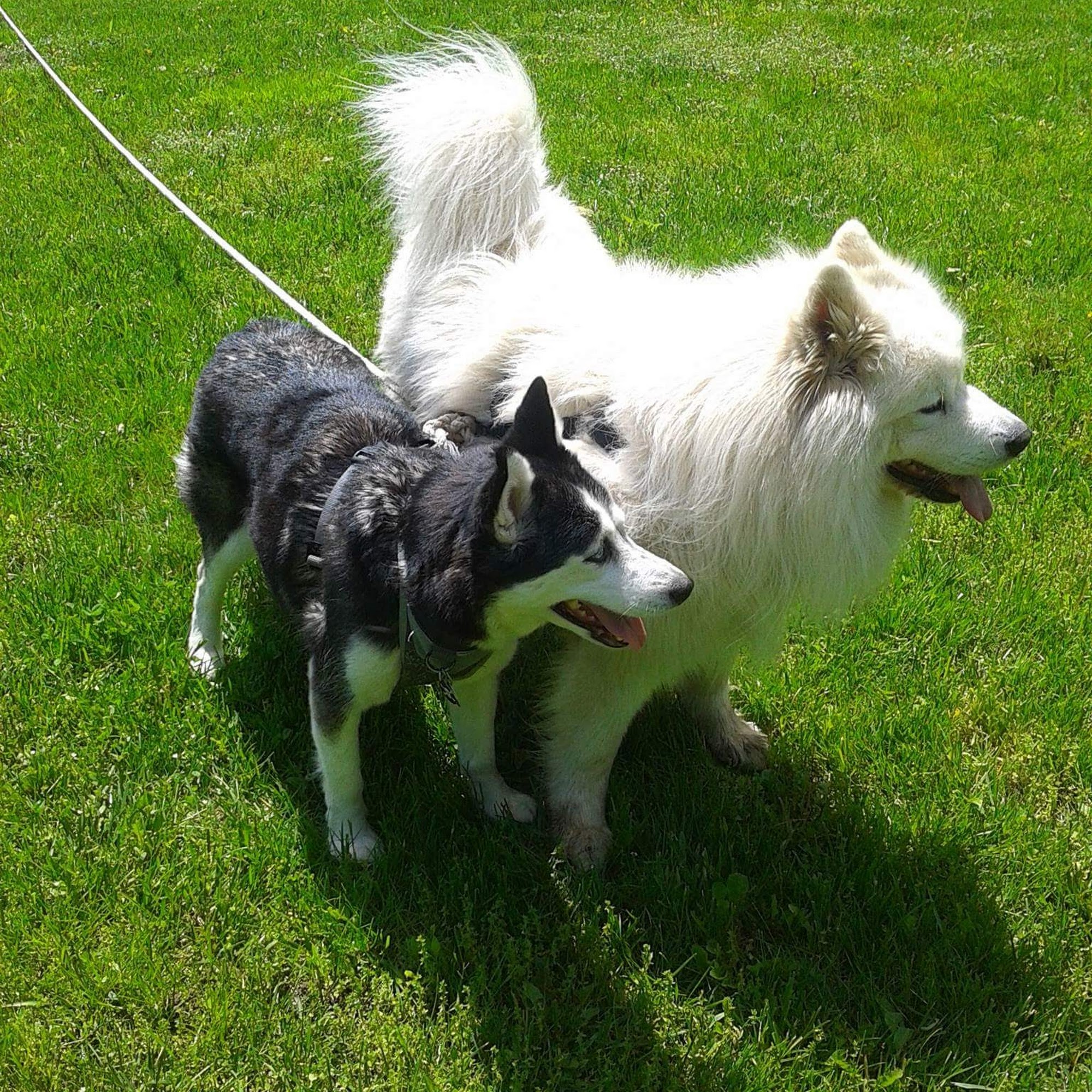 Tri-Town Animal Hospital Ellington