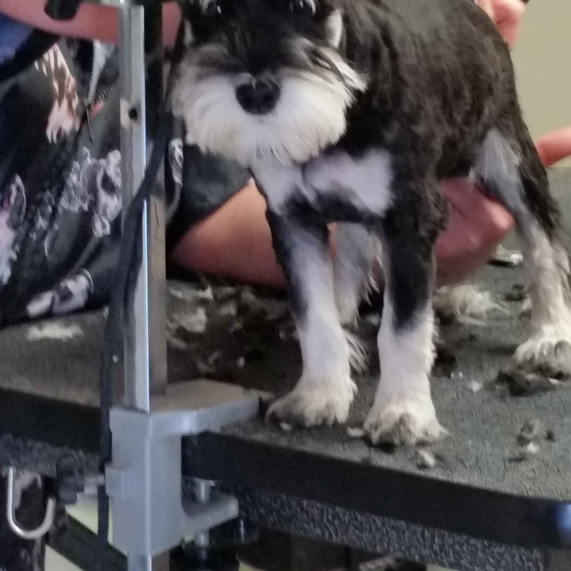 Claws and Paws Pet Salon Enfield