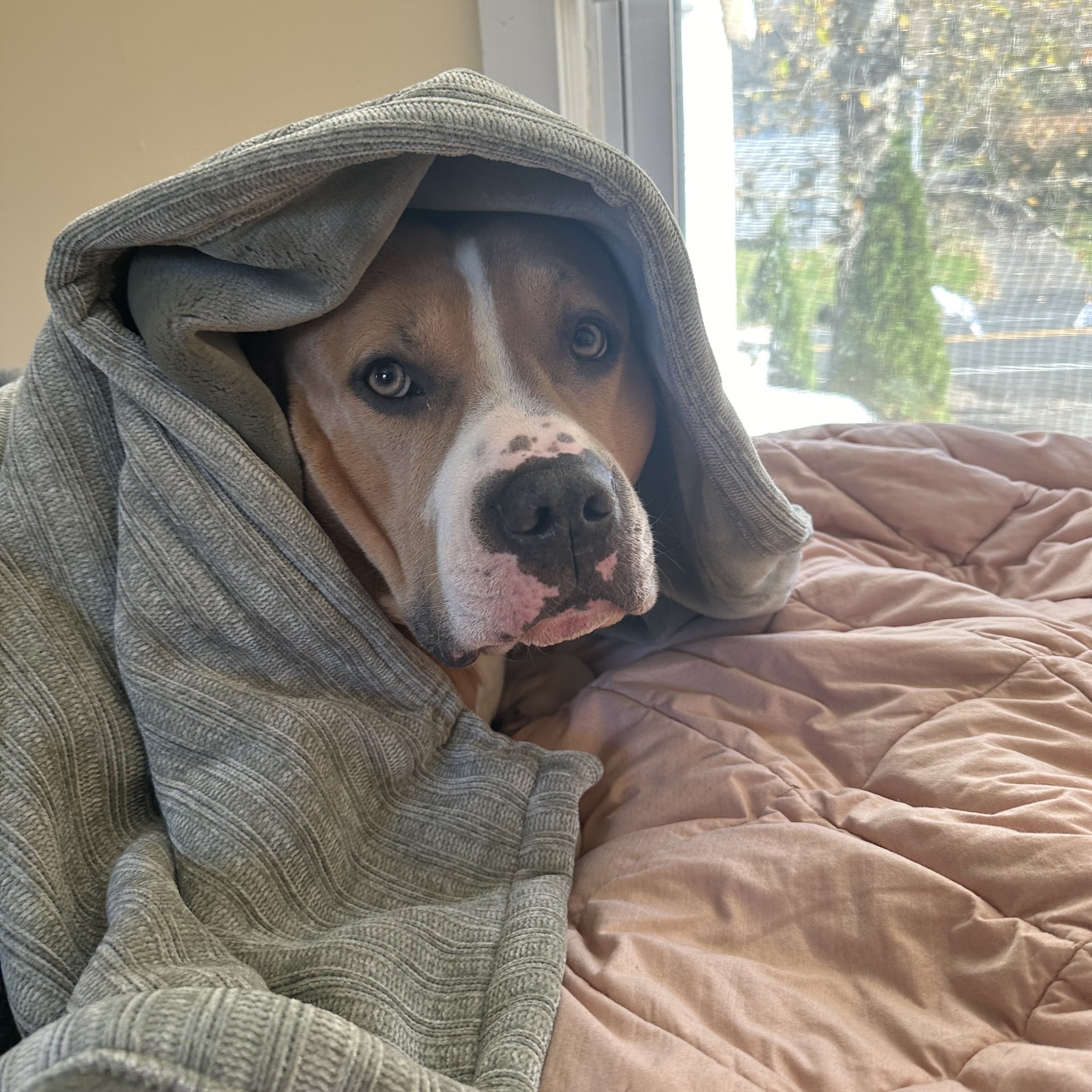 Essex Veterinary Clinic Essex