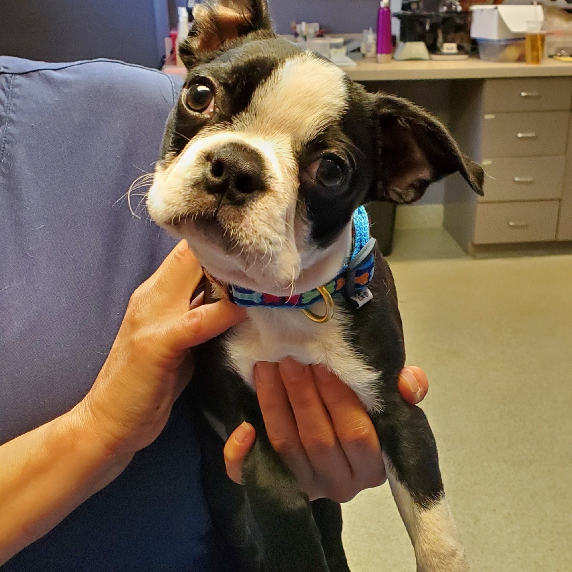 Southport Veterinary Center Fairfield