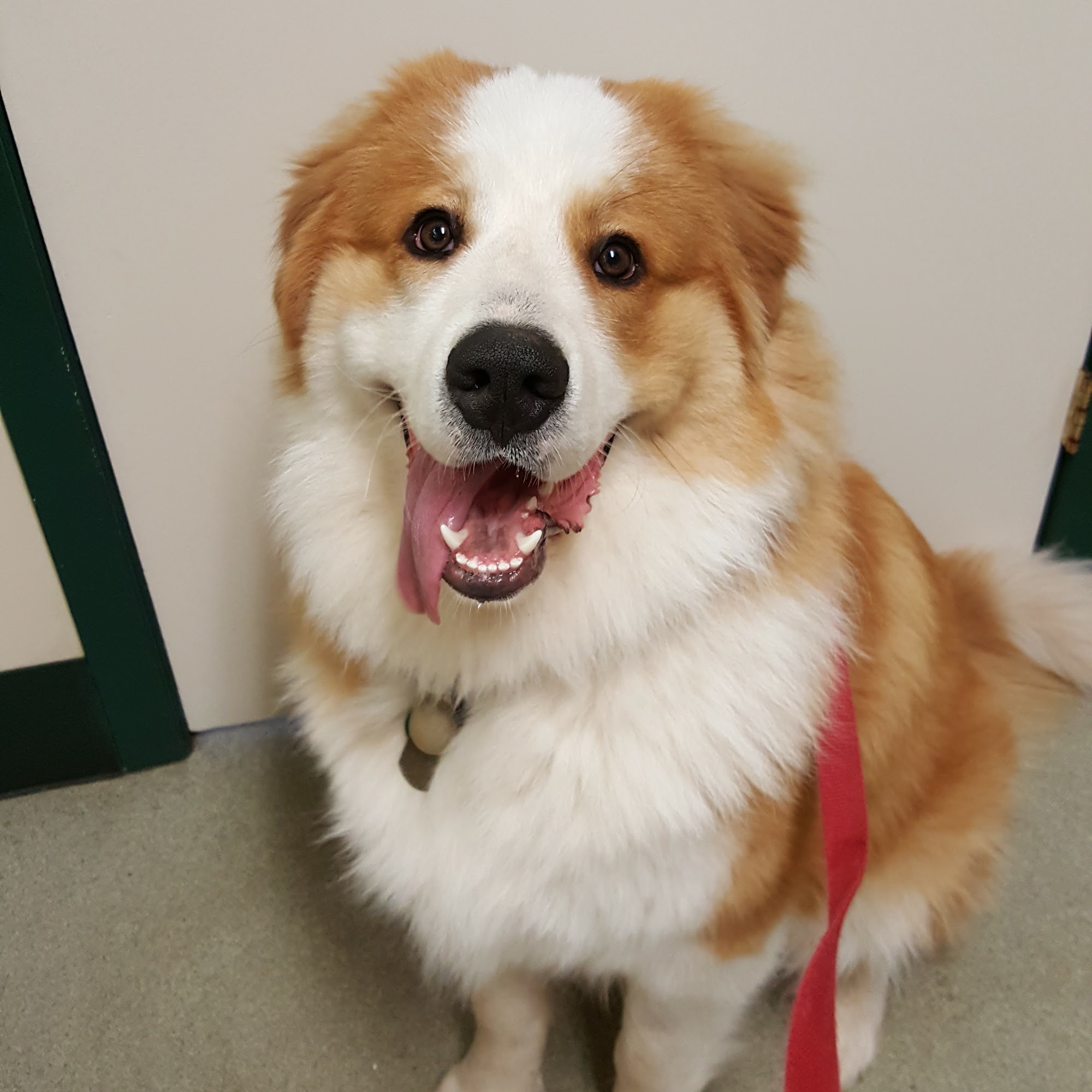 Highway Animal Hospital Fairfield