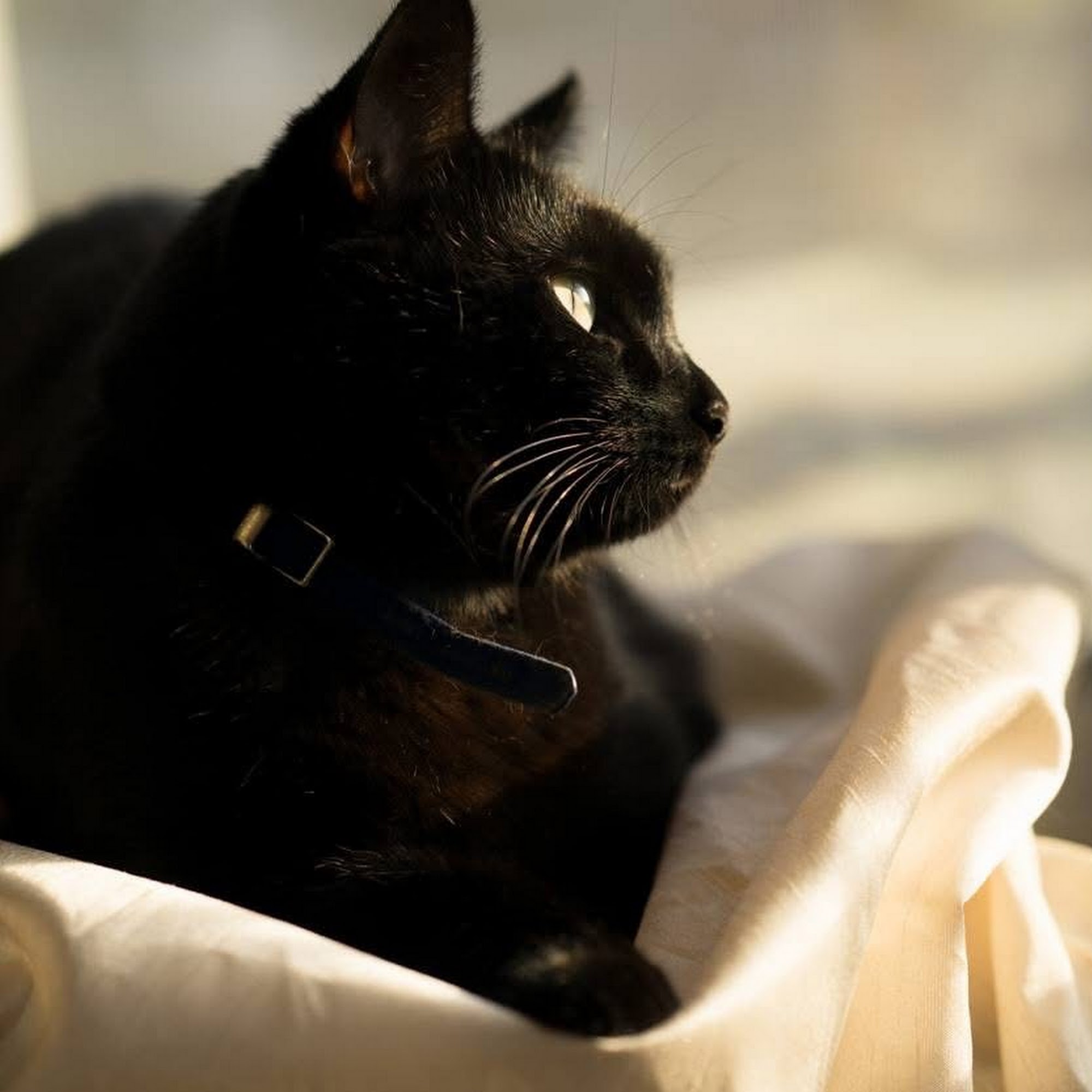 AristoKatz - Veterinary Care for Cats Fairfield