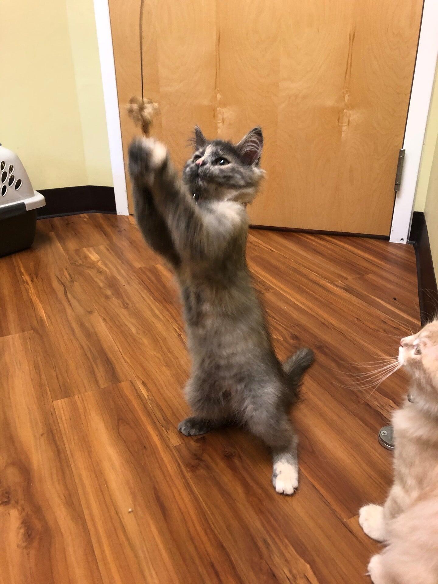 AristoKatz - Veterinary Care for Cats Fairfield