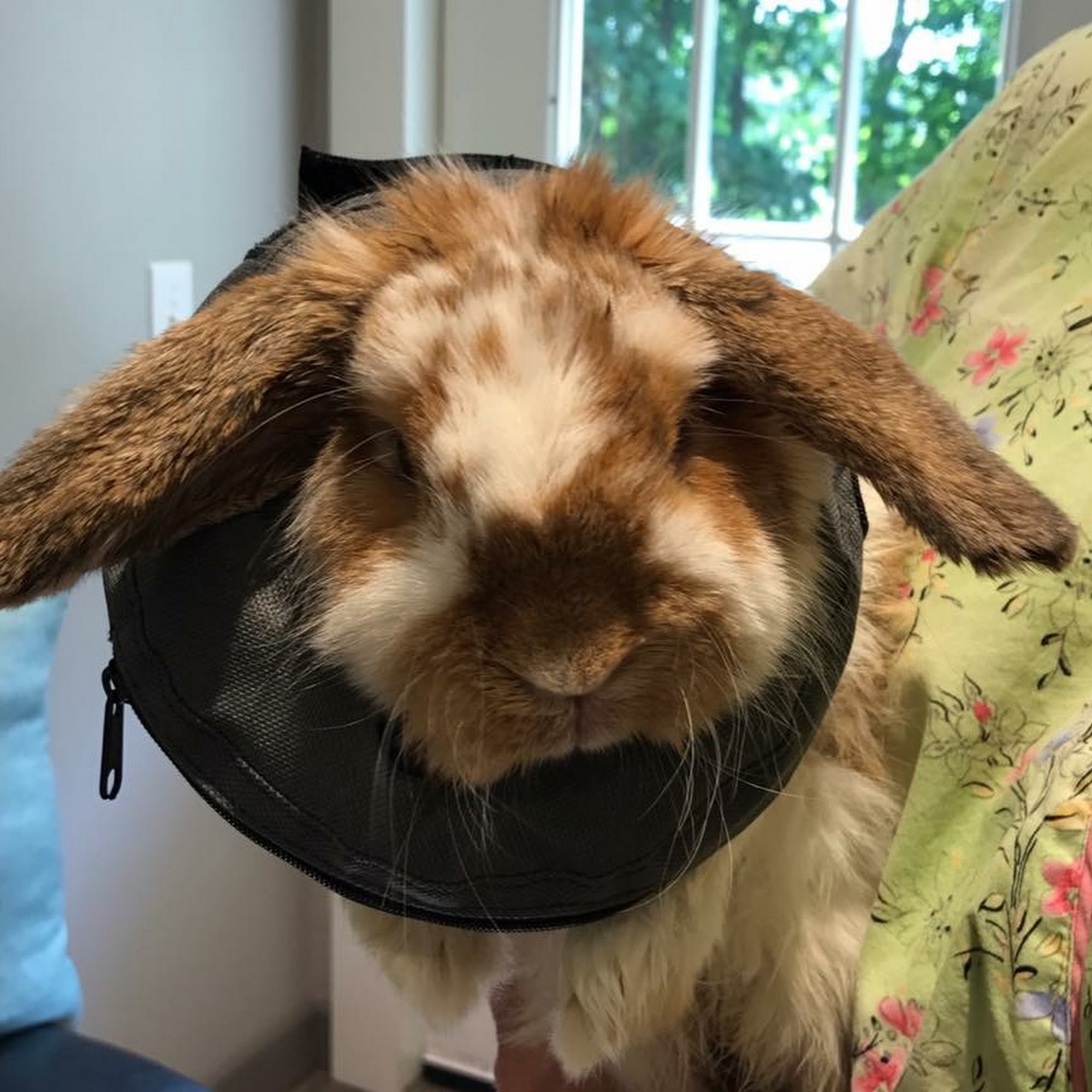 Star Meadow Animal Clinic Farmington