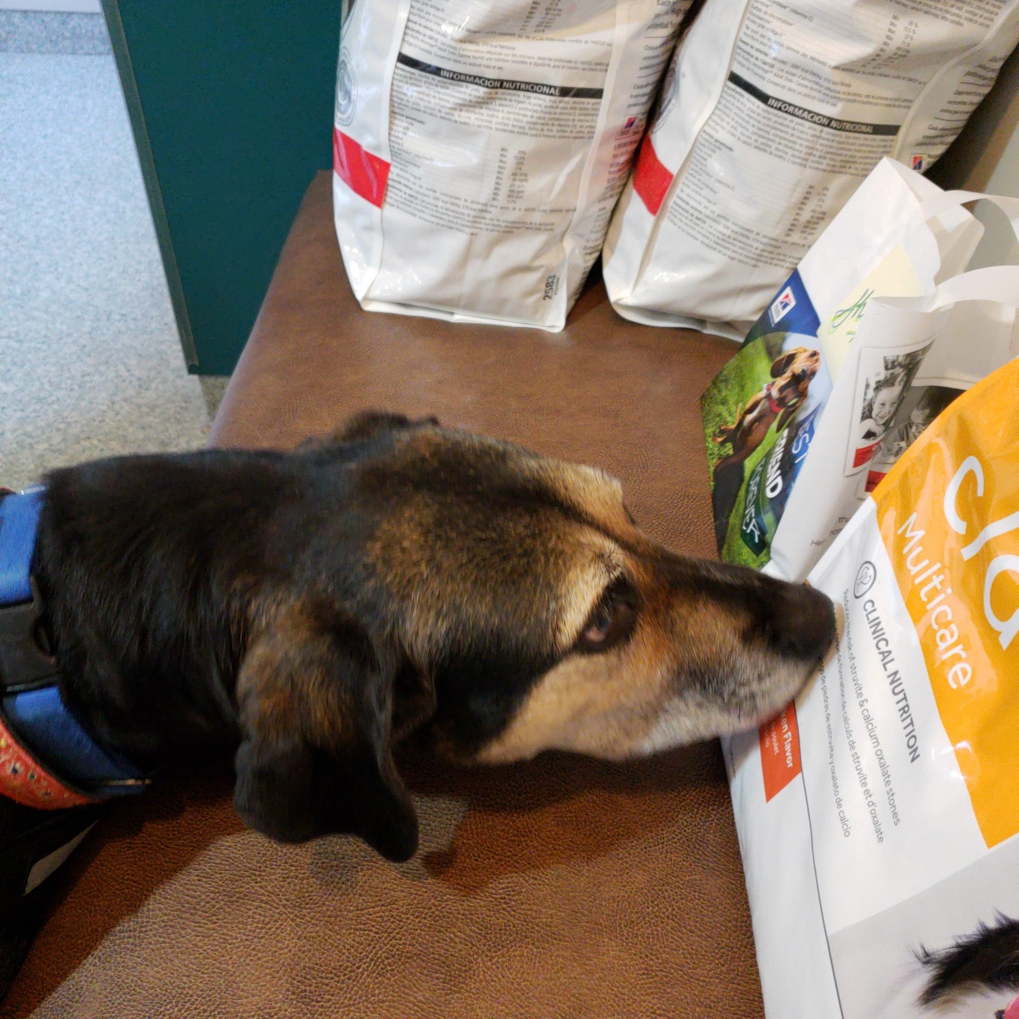 Farmington Animal Hospital Farmington